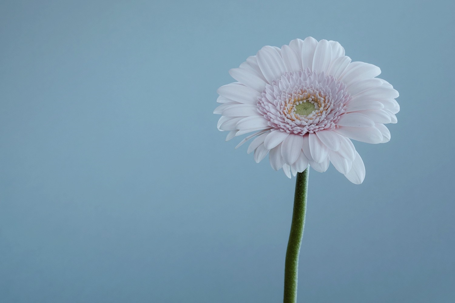 Pale pink Gerbera daisy against a blue background HD Wallpaper