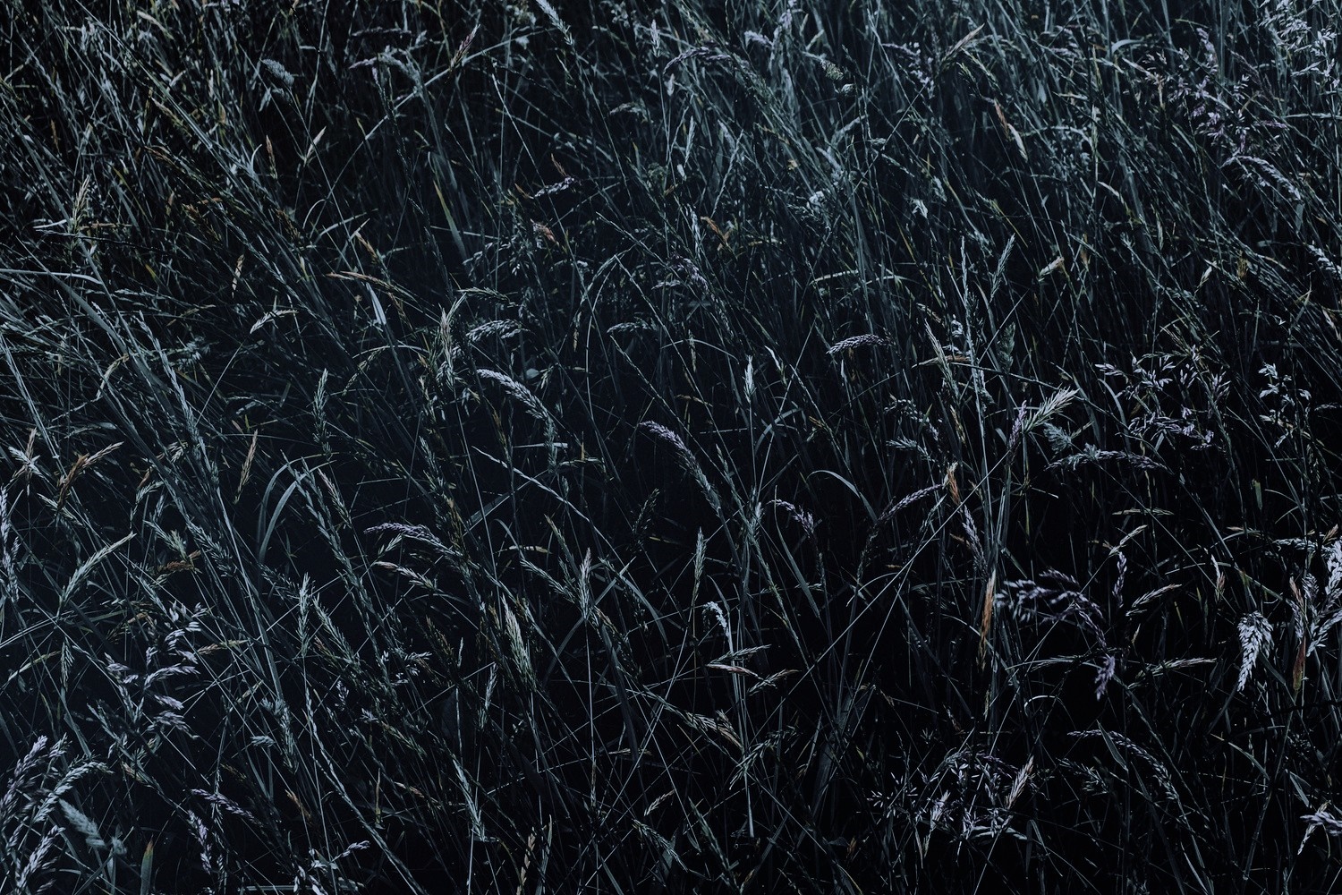 Darkness and frost on tall grass HD Wallpaper