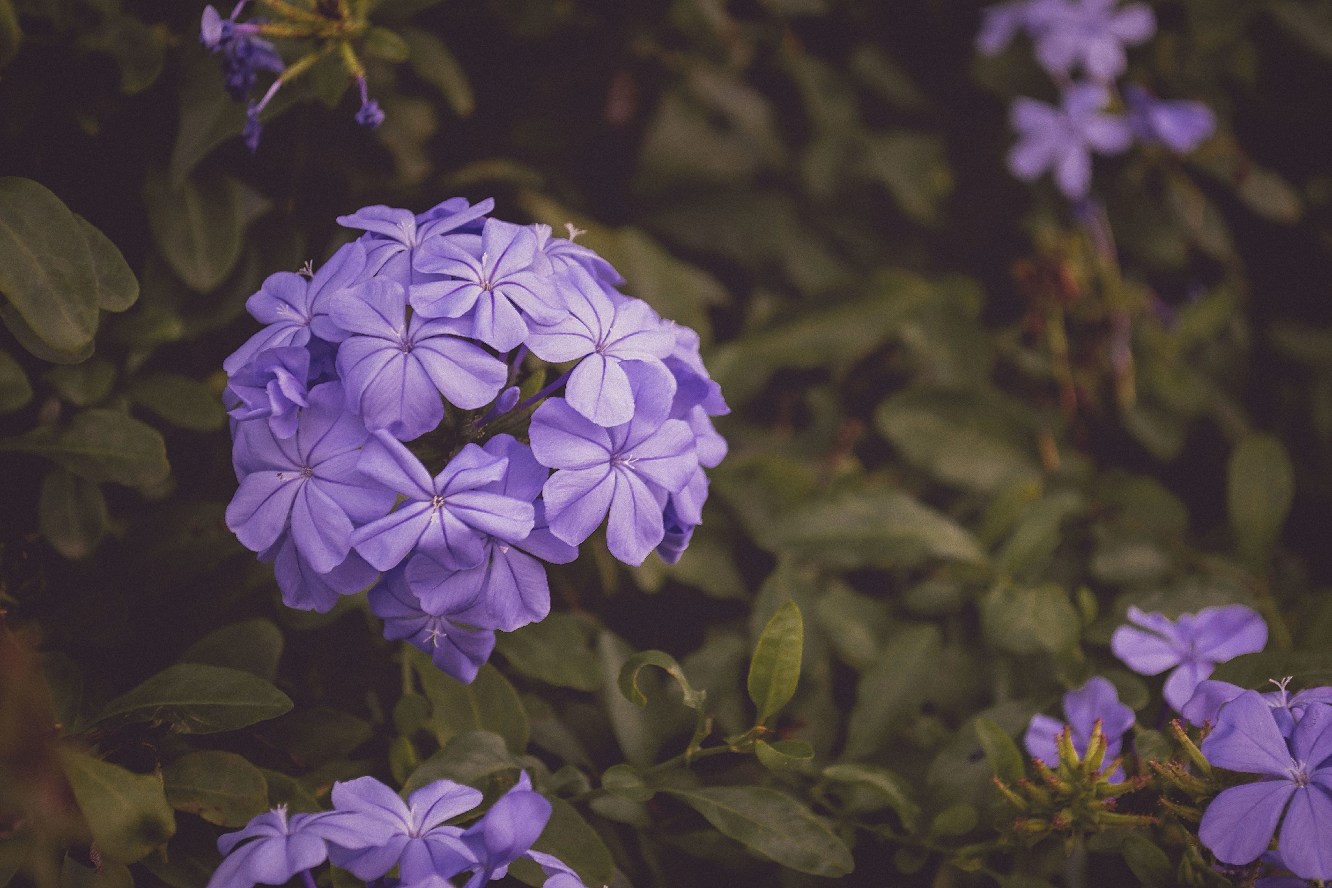 Close-up of purple plumbago flowers with green foliage HD Wallpaper