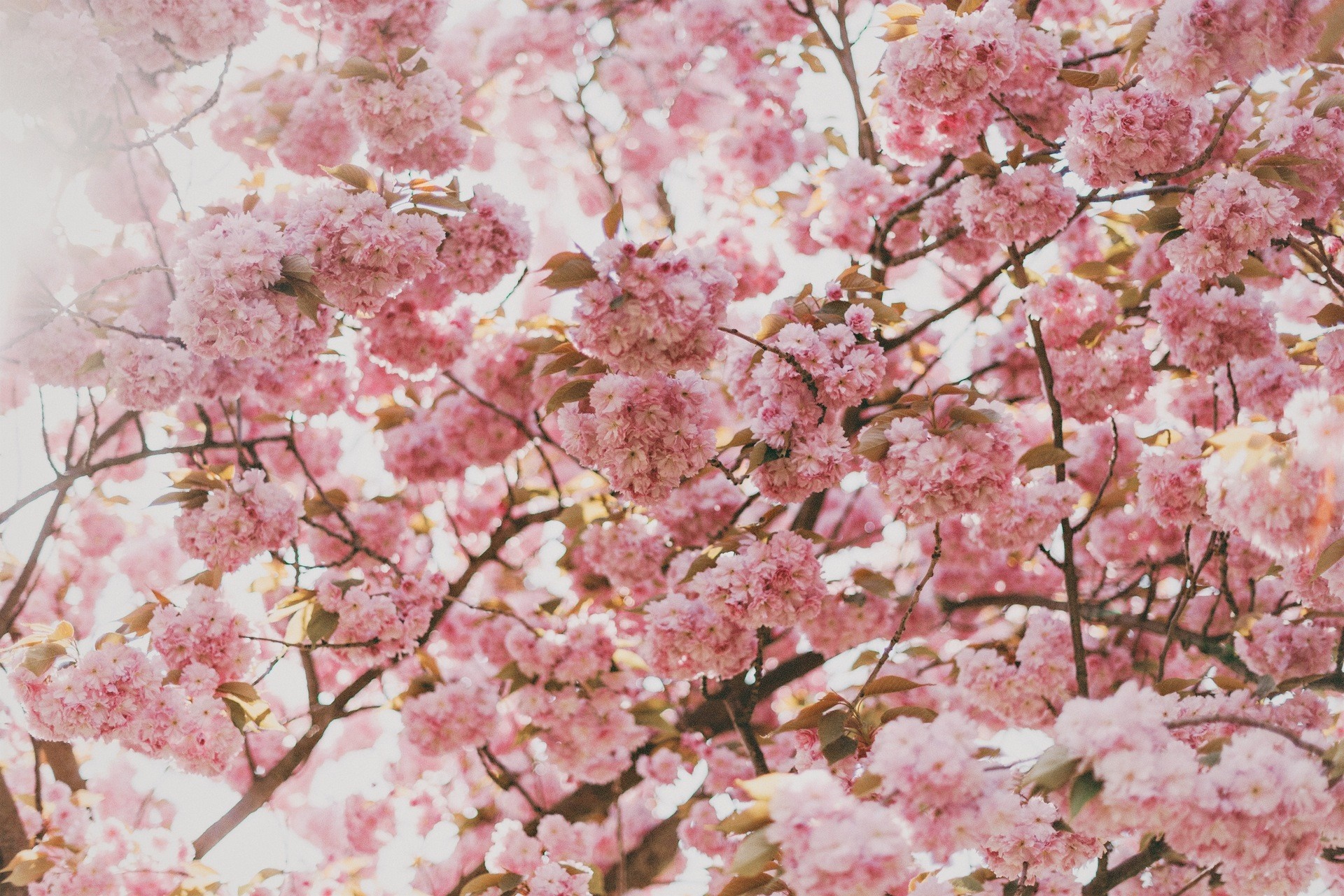 Pink cherry blossoms on branches in spring HD Wallpaper