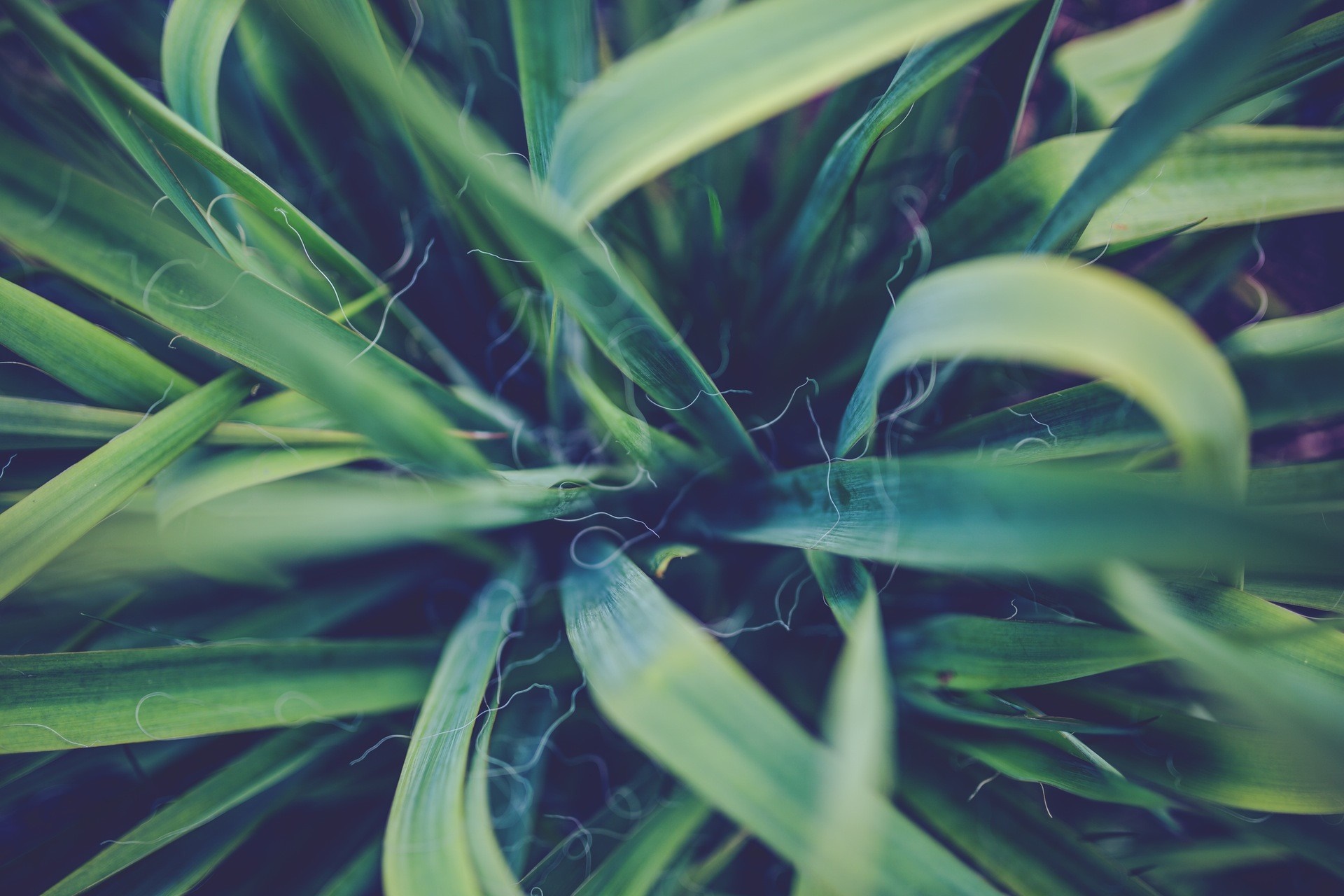 Close-up of green yucca plant leaves with fine white hairs HD Wallpaper