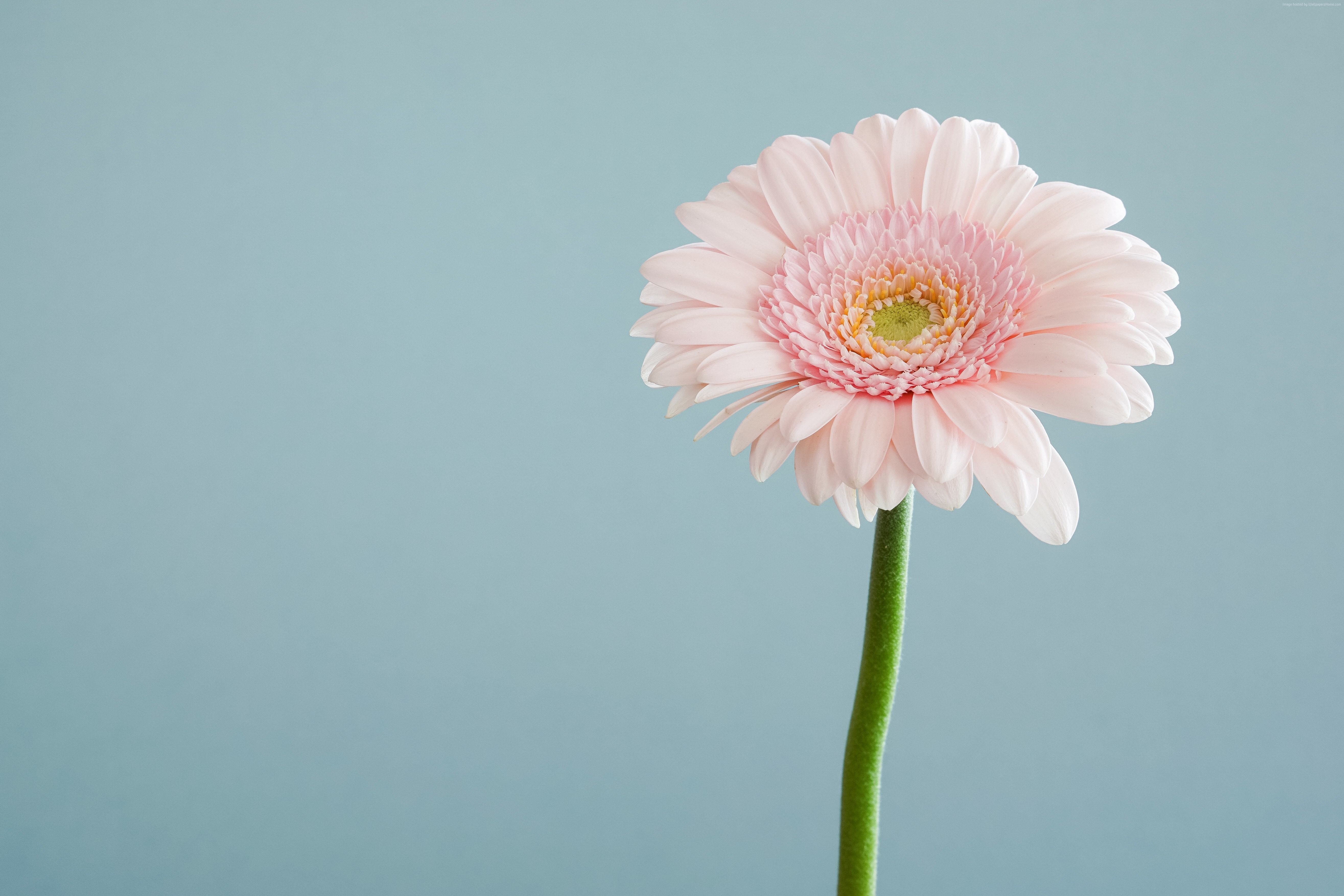 Pink Gerbera Daisy Flower 4K HD Wallpaper