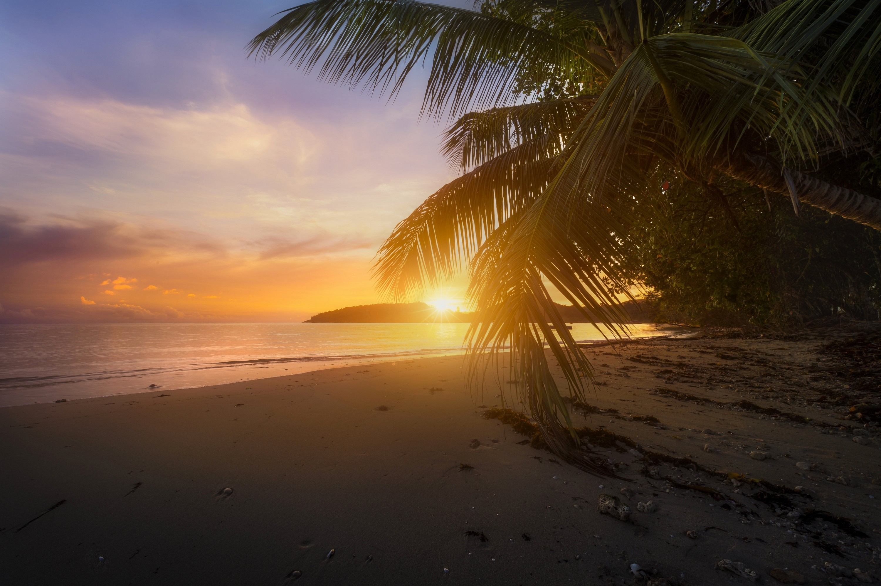 Sunset over the ocean with palm trees on the beach HD Wallpaper