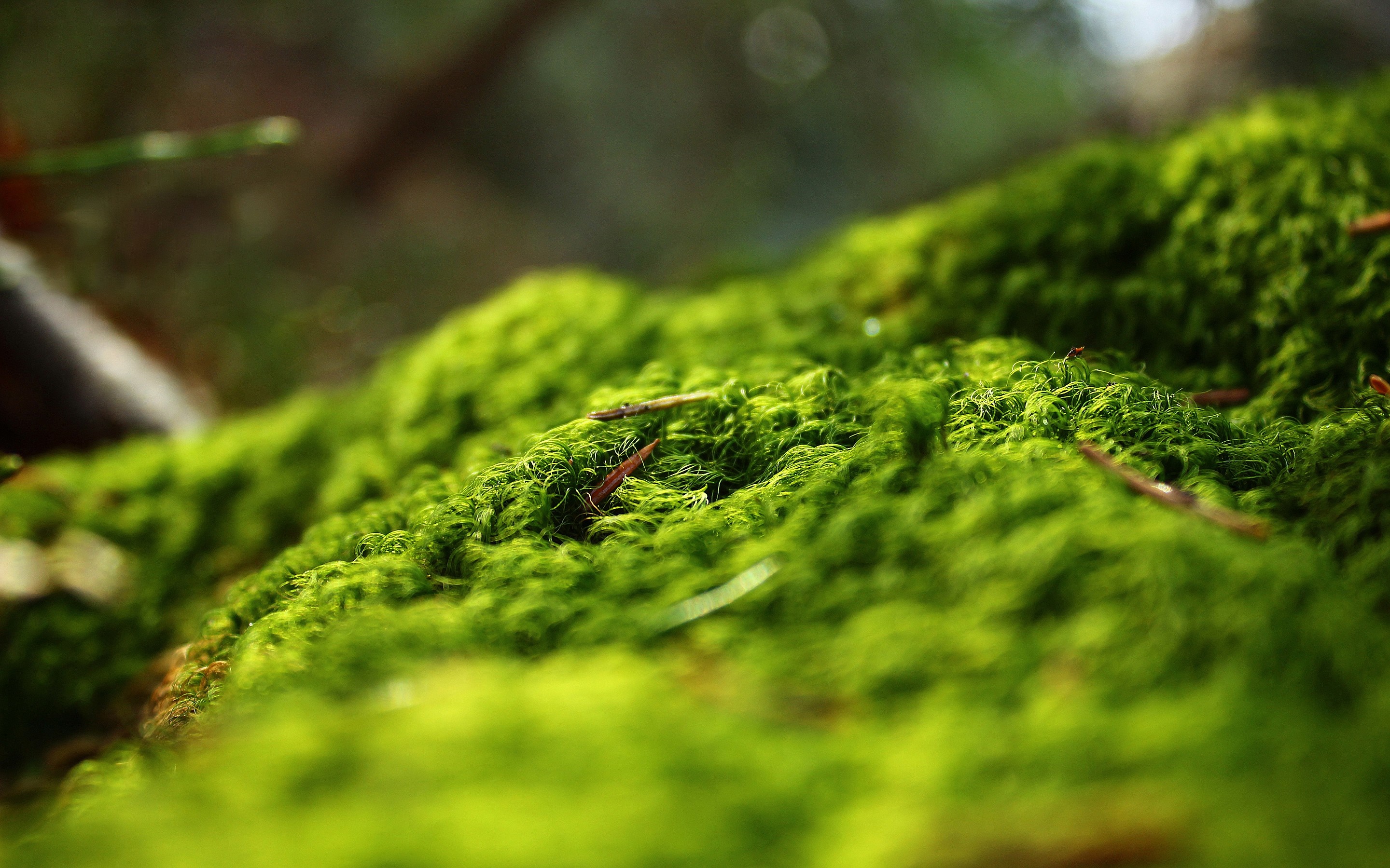 Close-up of green moss with twigs in a forest HD Wallpaper