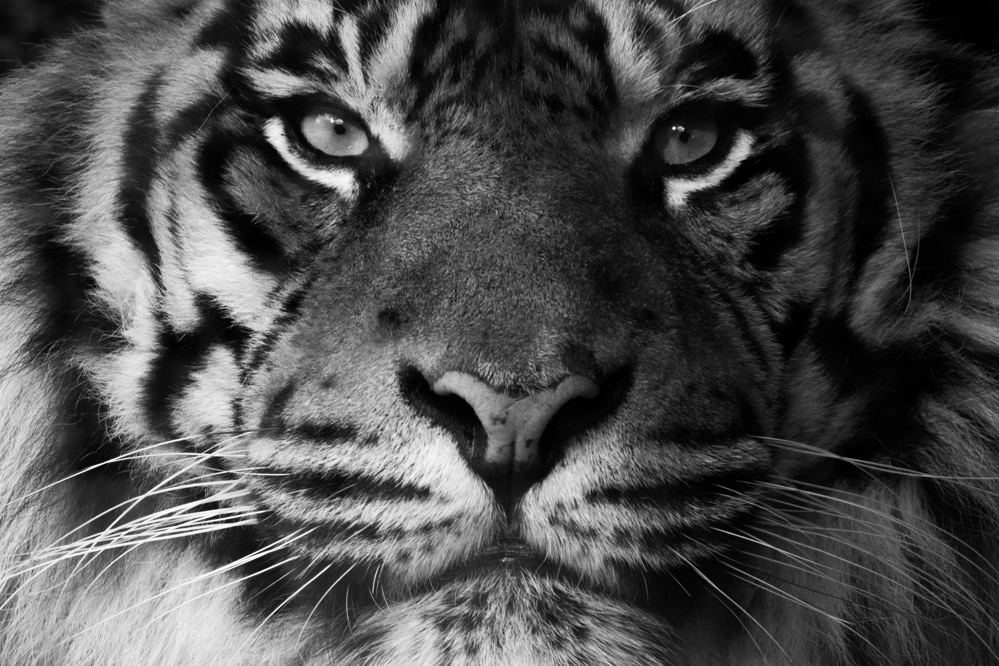 Close-up of a tiger's face in monochrome HD Wallpaper