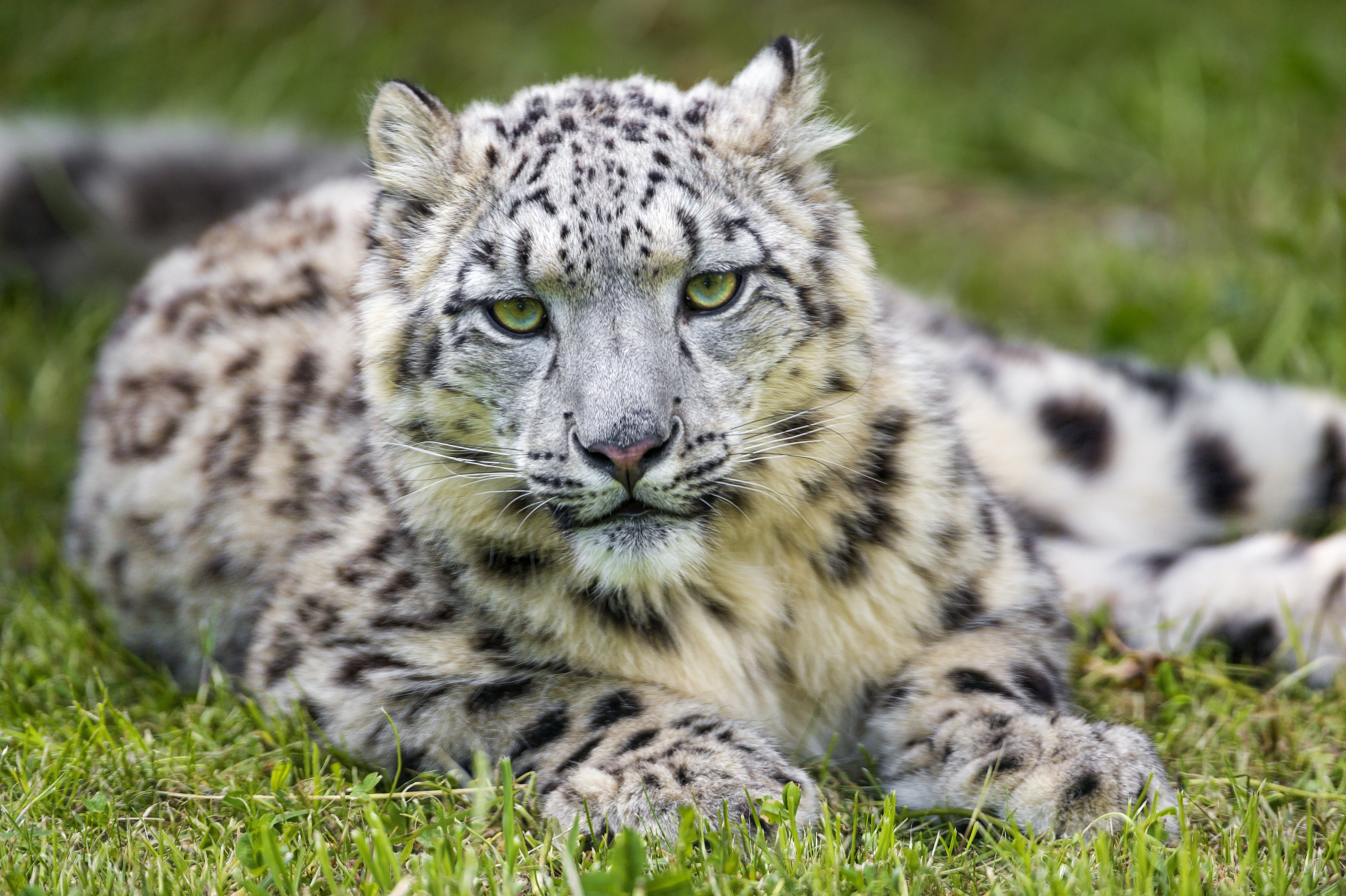 Snow leopard lying on green grass HD Wallpaper