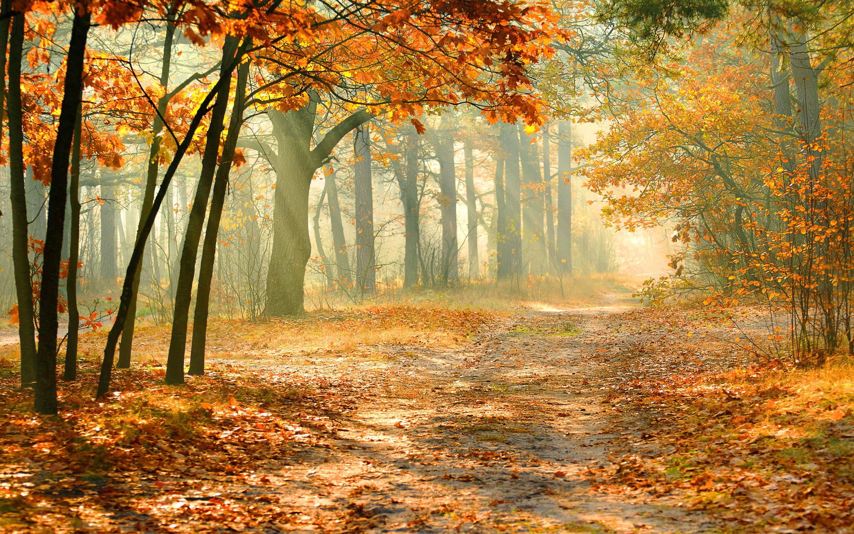 Autumn forest path with sunlight and mist HD Wallpaper