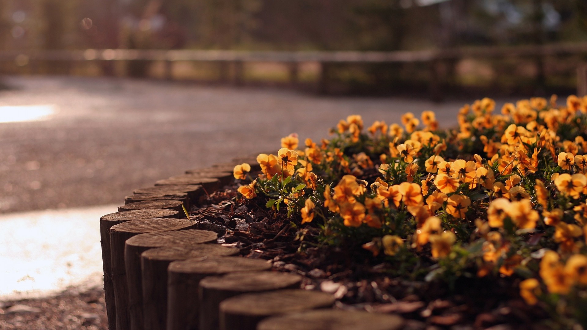 Yellow flowers in a garden bed with wooden border HD Wallpaper