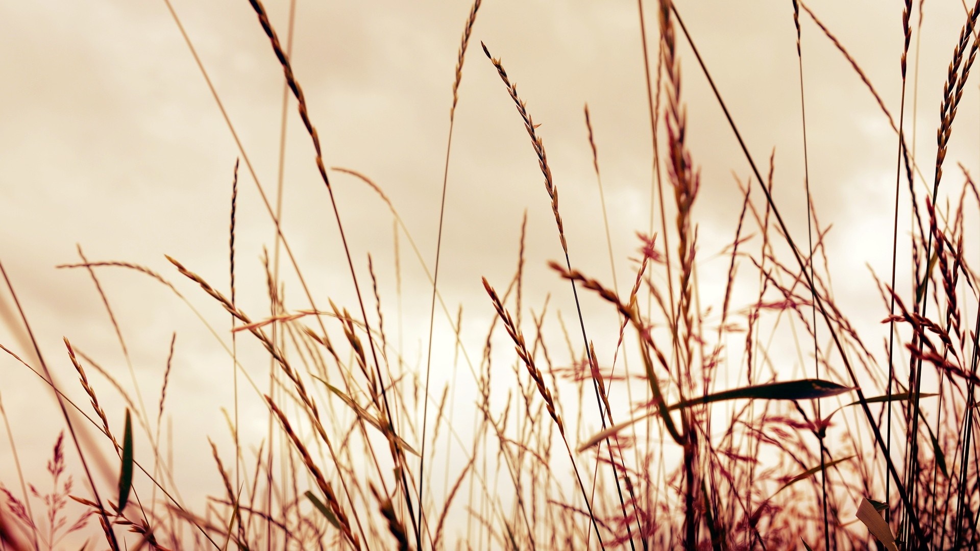 Close up of tall grass against a cloudy sky HD Wallpaper
