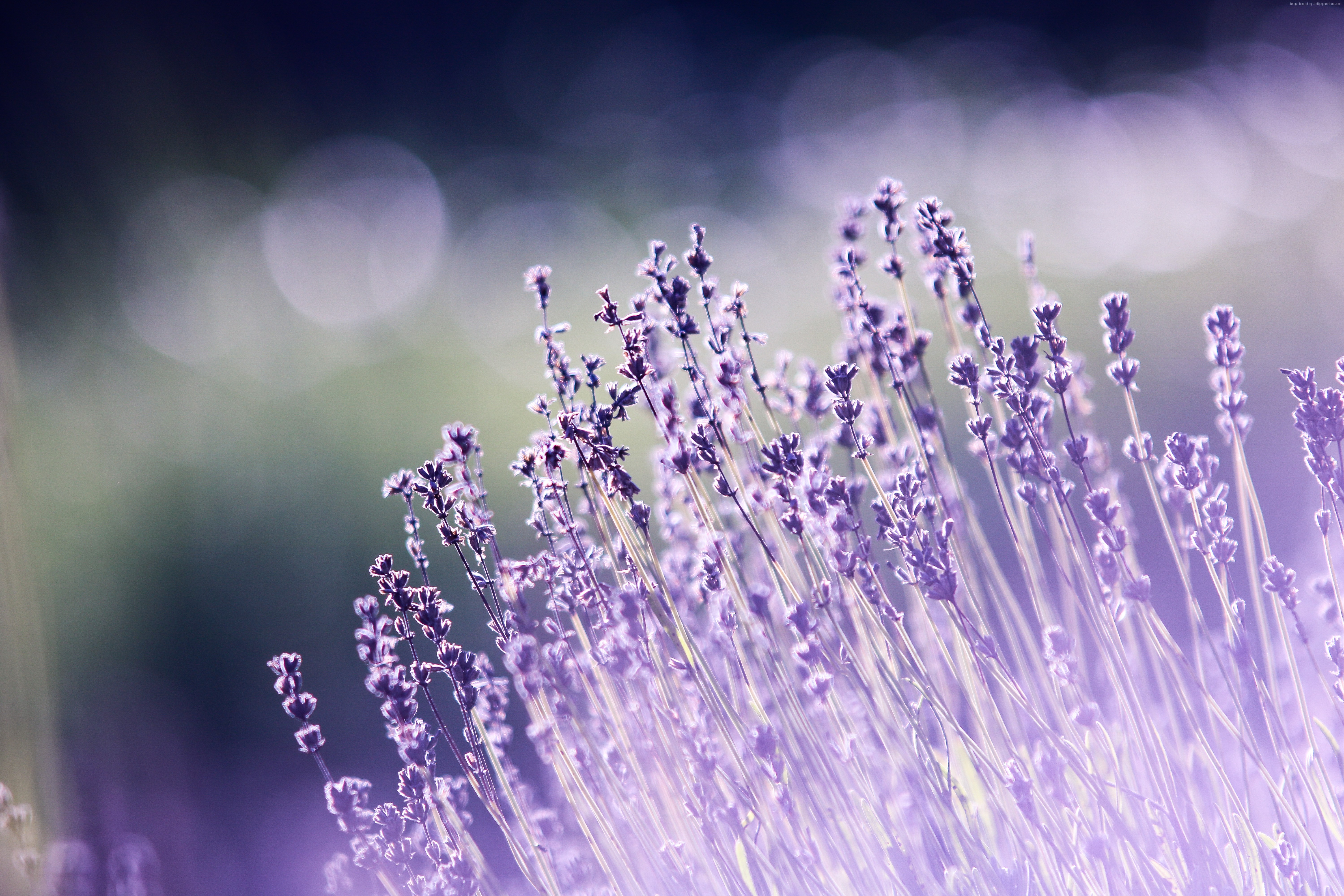 Lavender flowers in soft focus HD Wallpaper