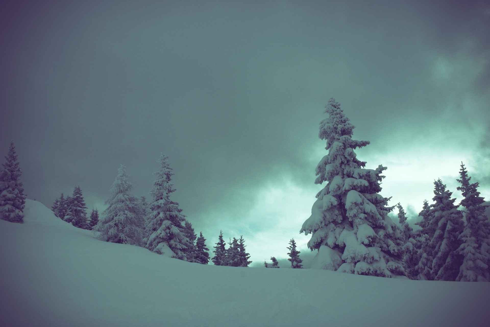 Snow-covered trees on a mountain slope under a cloudy sky HD Wallpaper