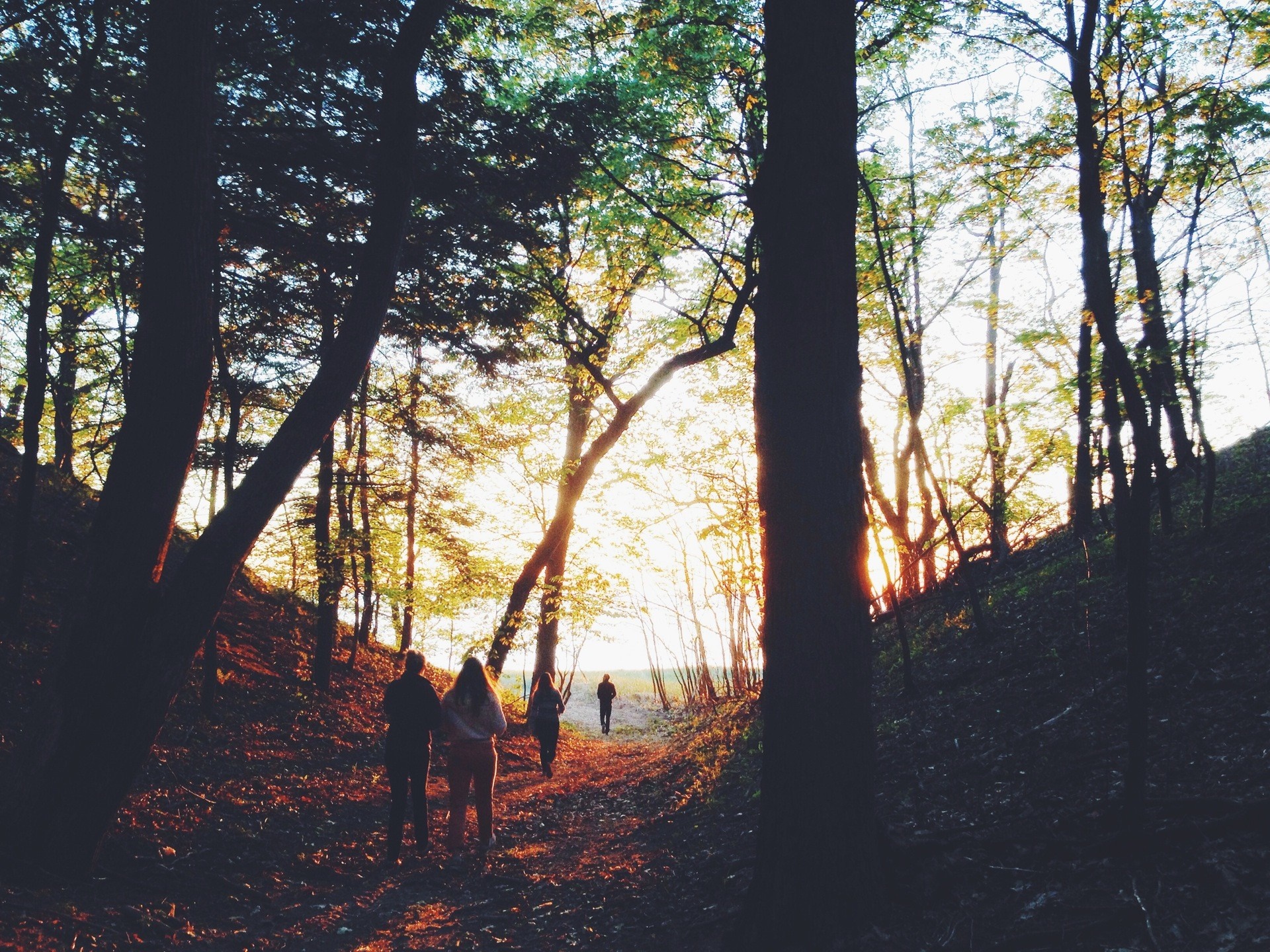 People walking in a forest at sunset HD Wallpaper