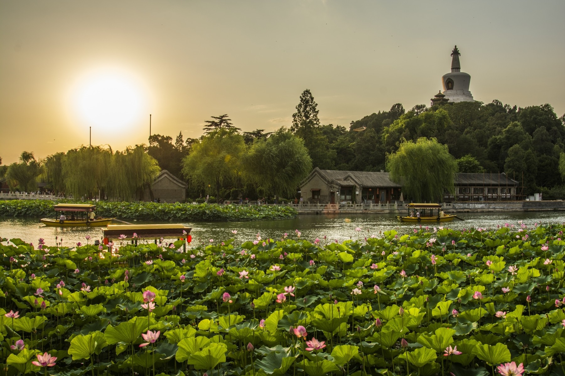 Sunset over a lake with lotus flowers and a pagoda HD Wallpaper