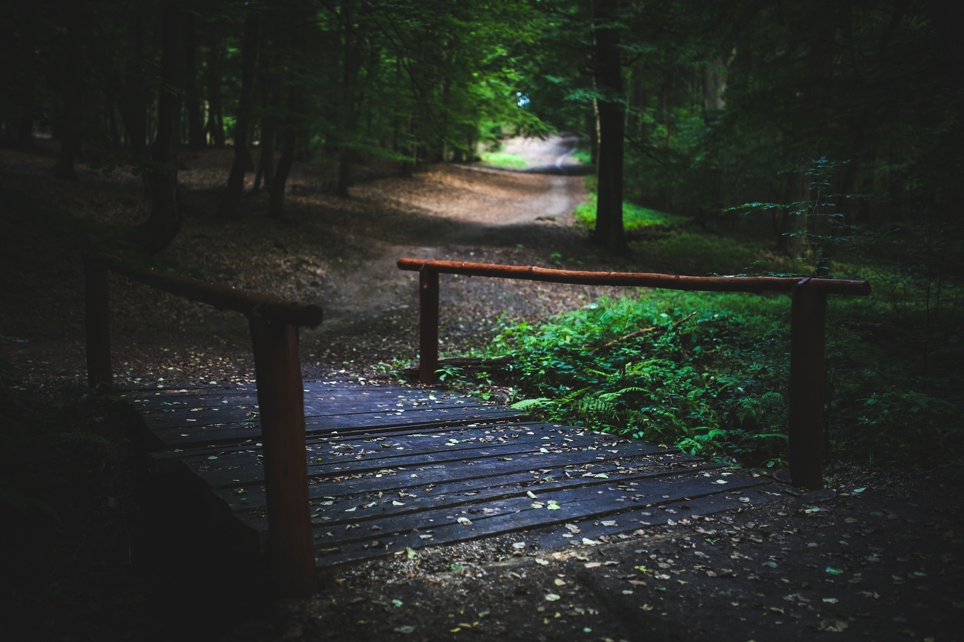 Wooden bridge over a path in a dark forest HD Wallpaper