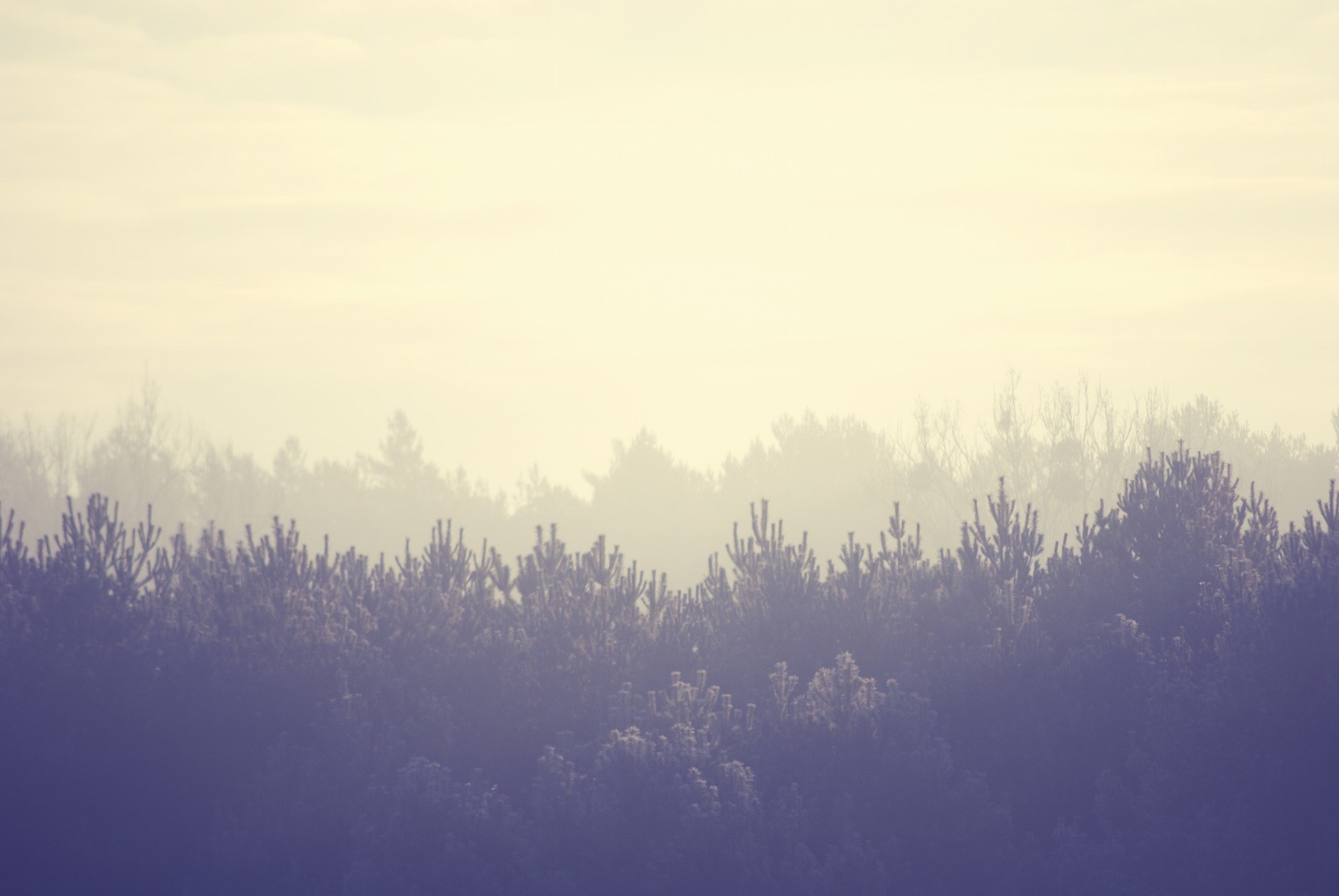 Misty forest landscape with sunlit sky HD Wallpaper