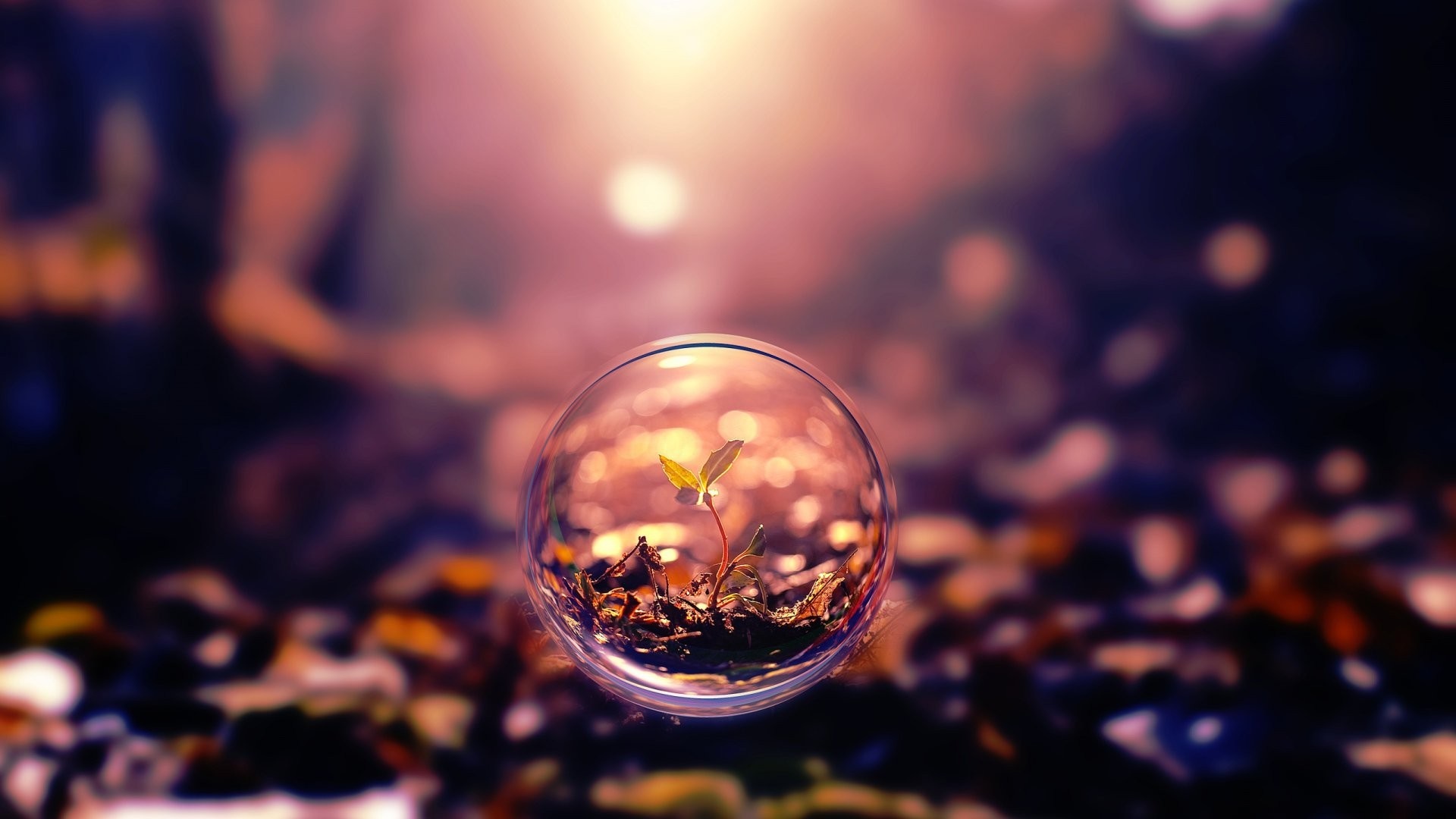 Plant growing inside a bubble with bokeh background HD Wallpaper