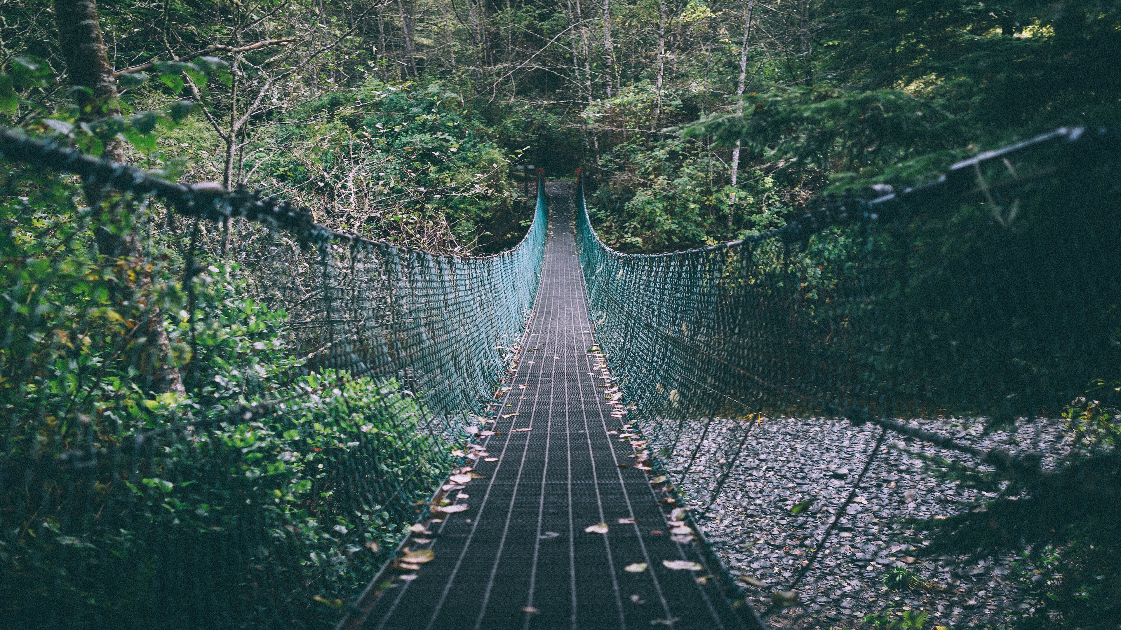 Suspension Bridge in Lush Green Forest HD Wallpaper
