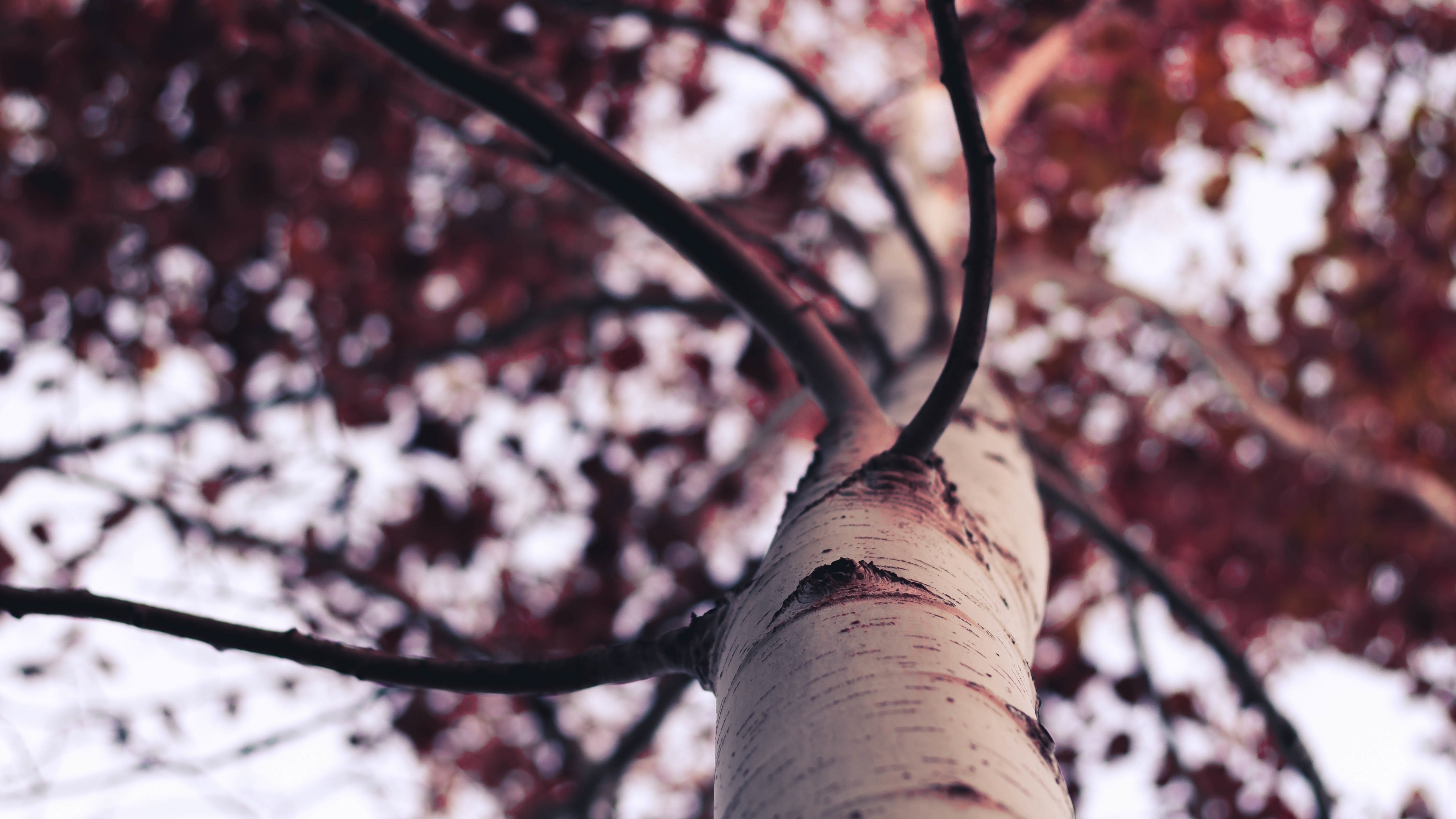 Close up of a birch tree trunk with red leaves HD Wallpaper