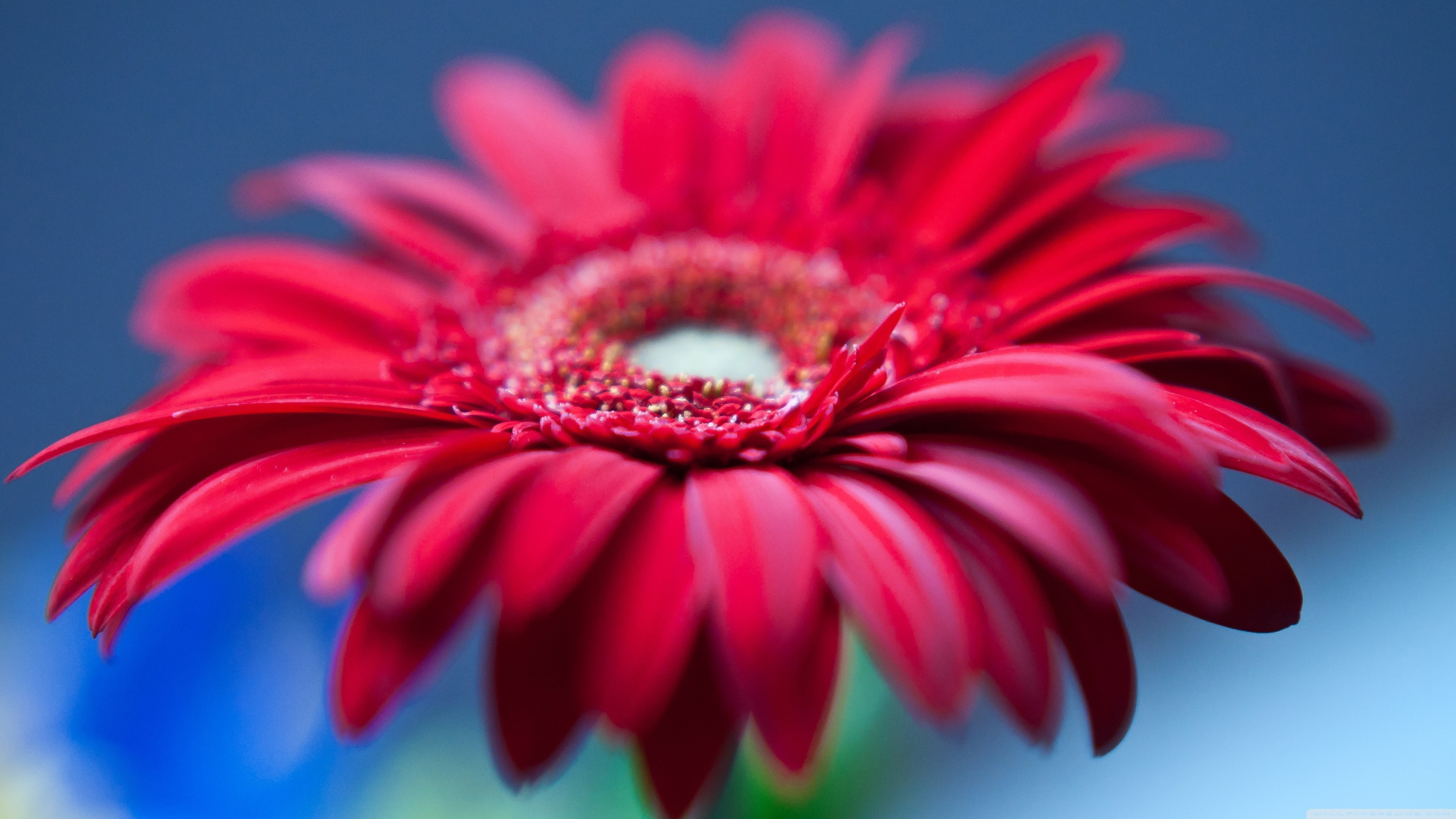 Close-up of a red Gerbera daisy flower HD Wallpaper