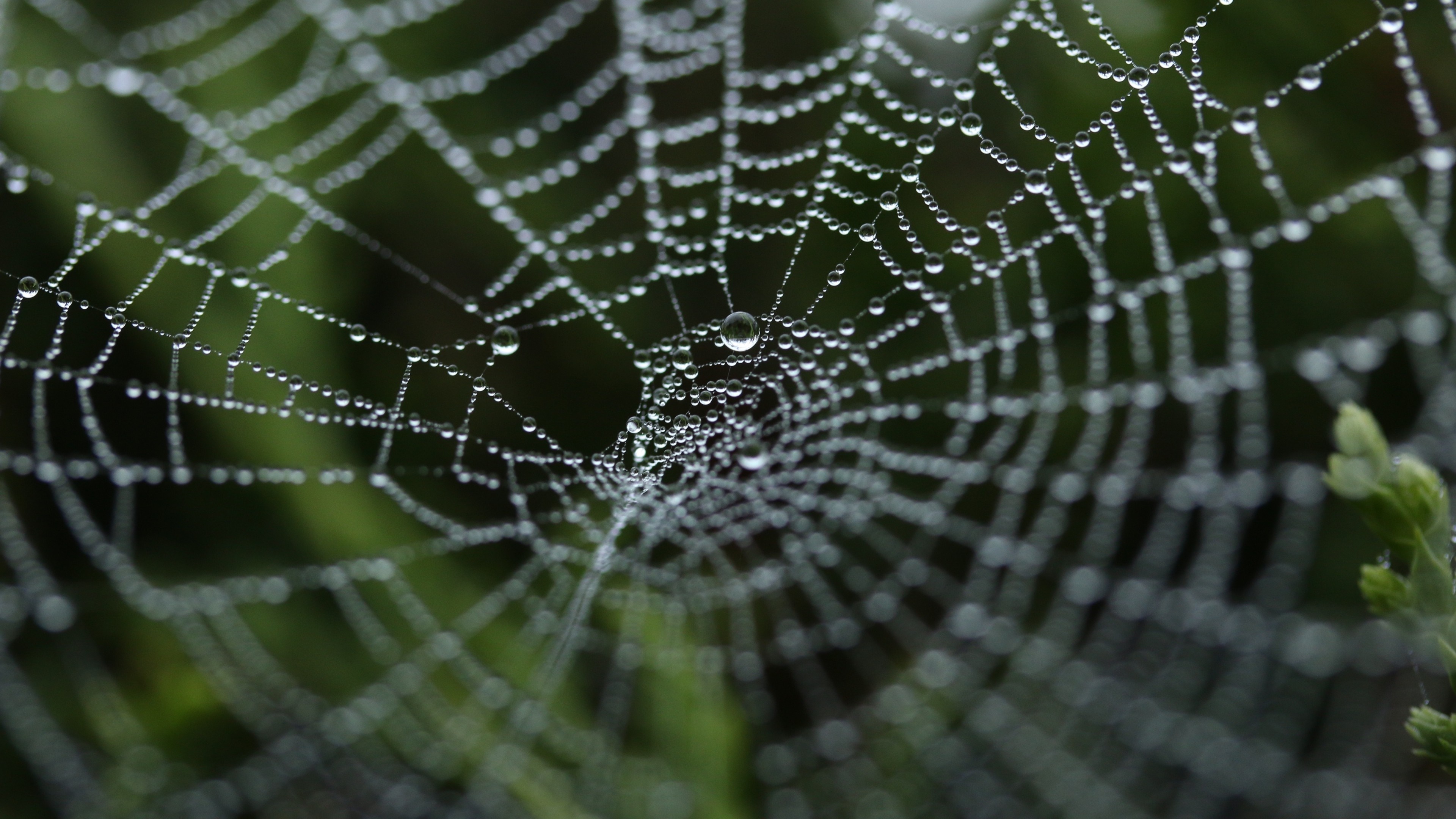 Close-up of a spider web covered in dew drops HD Wallpaper