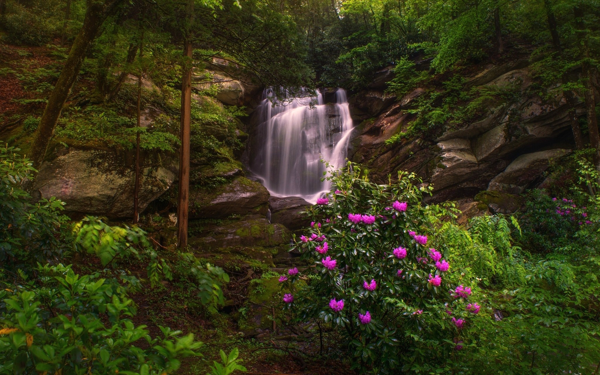 Waterfall in a lush green forest with pink flowers HD Wallpaper