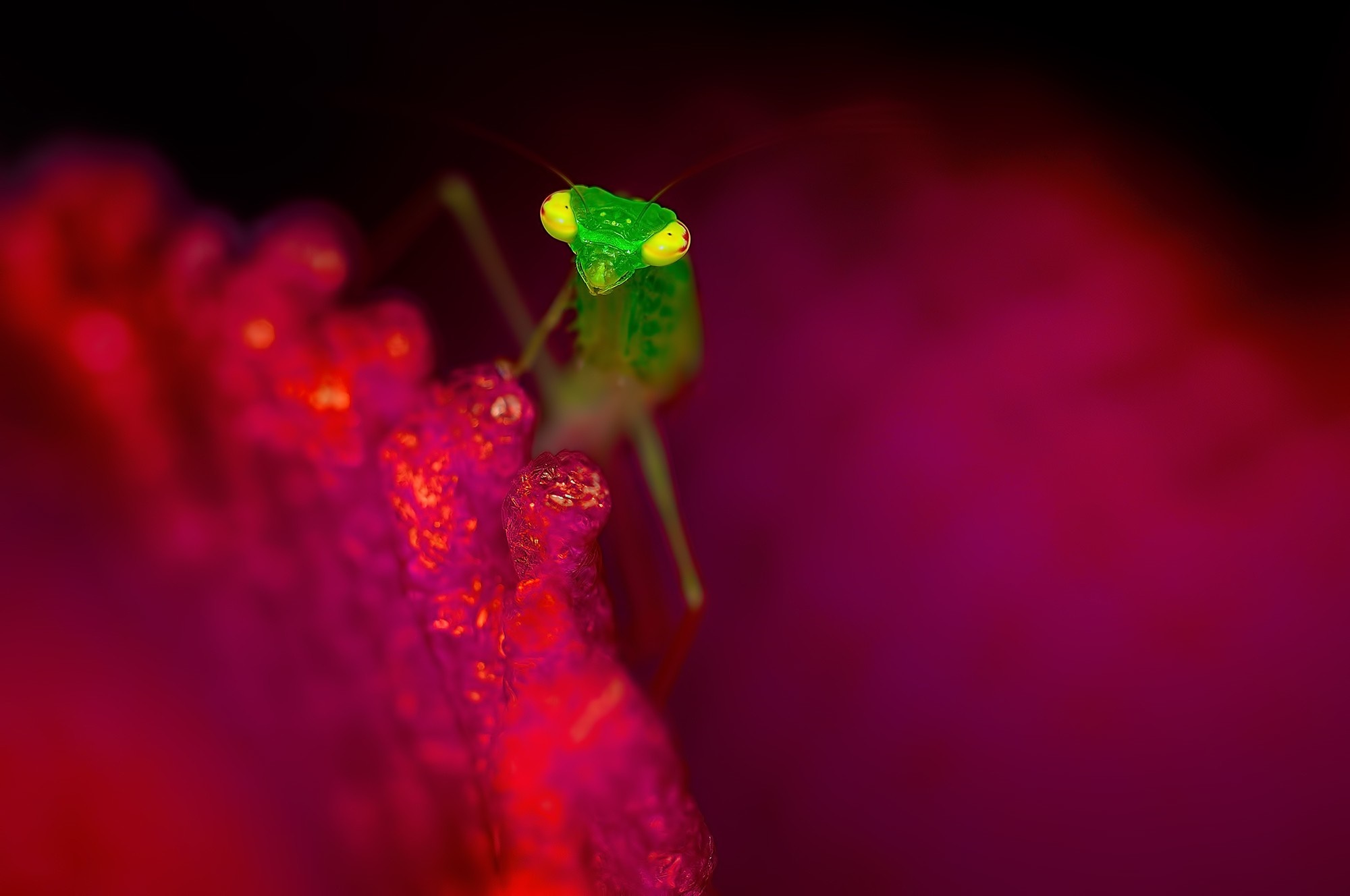Close-up macro photograph of a green praying mantis on a pink plant HD Wallpaper