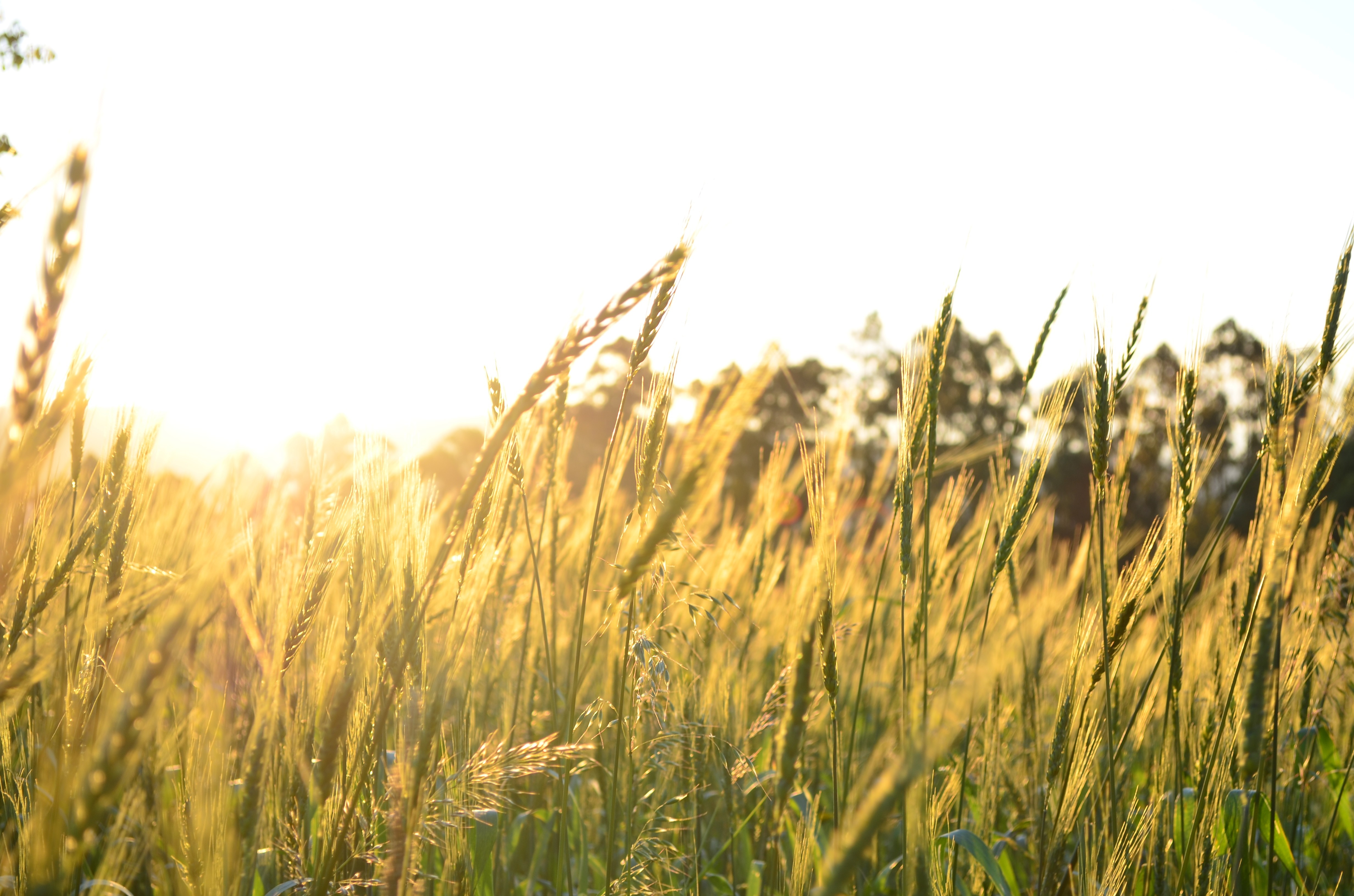 Wheat field at sunset with sun rays HD Wallpaper