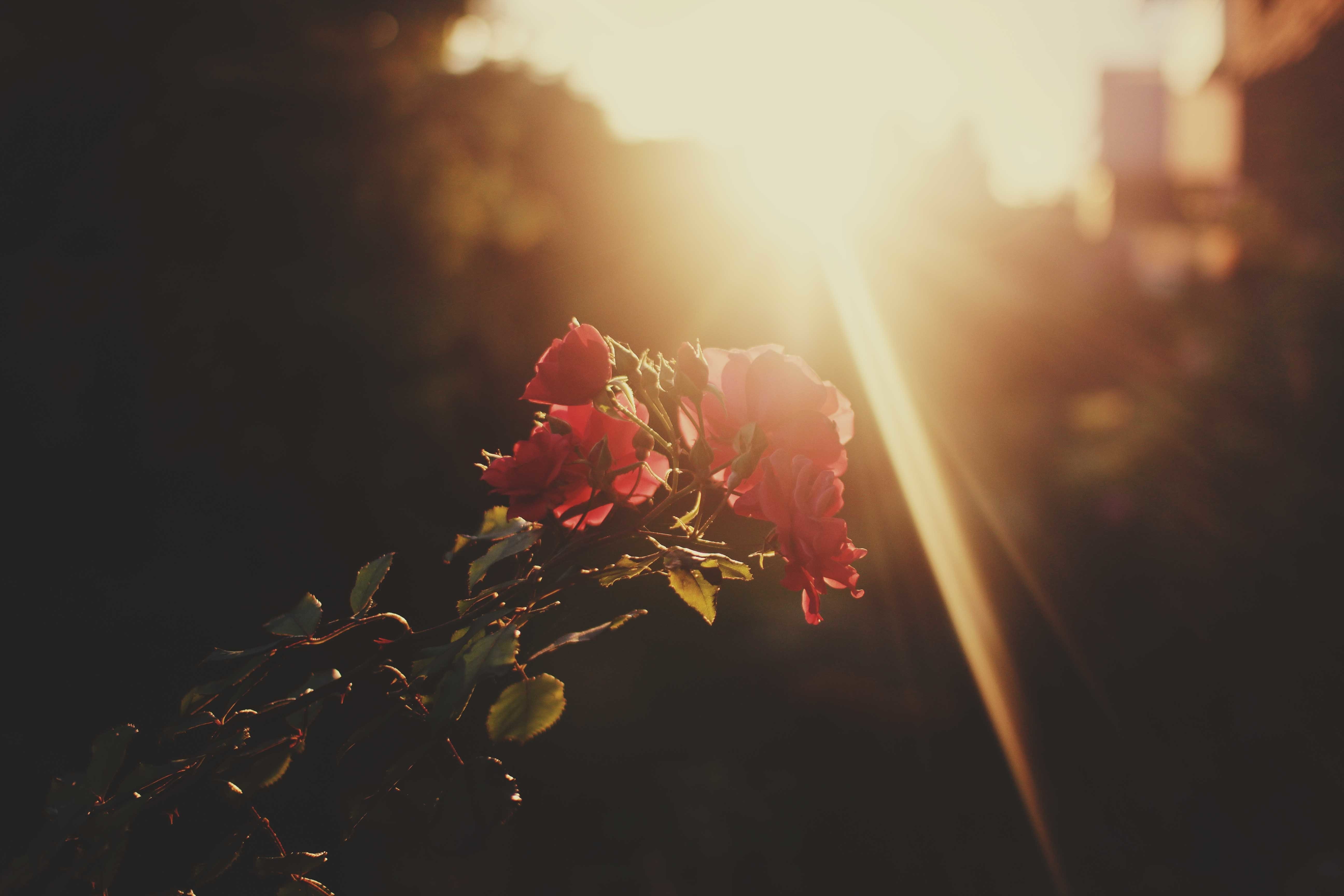 Red roses in sunlight HD Wallpaper