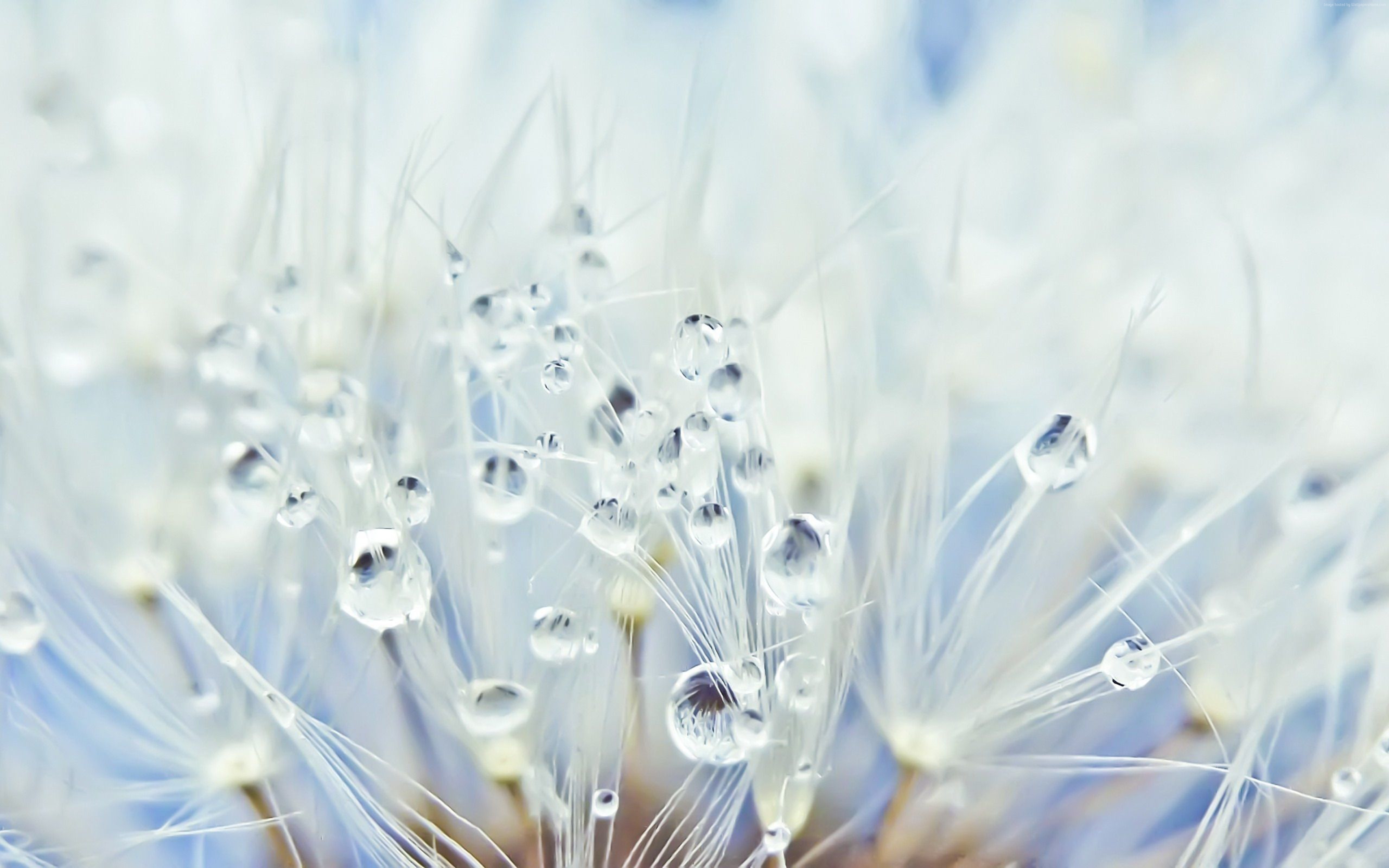 Dandelion seeds with water drops HD Wallpaper