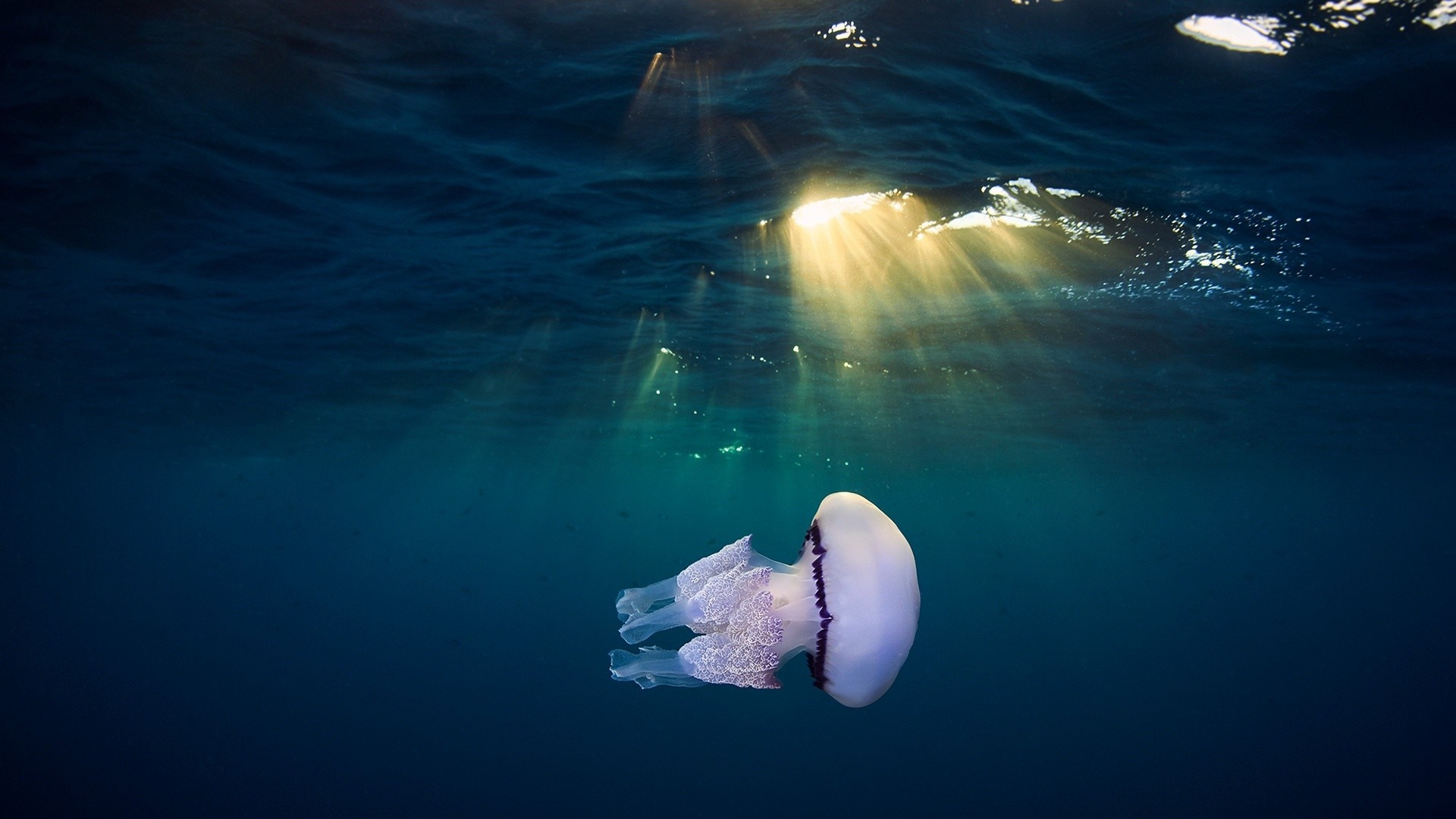 Jellyfish swimming underwater with sun rays HD Wallpaper