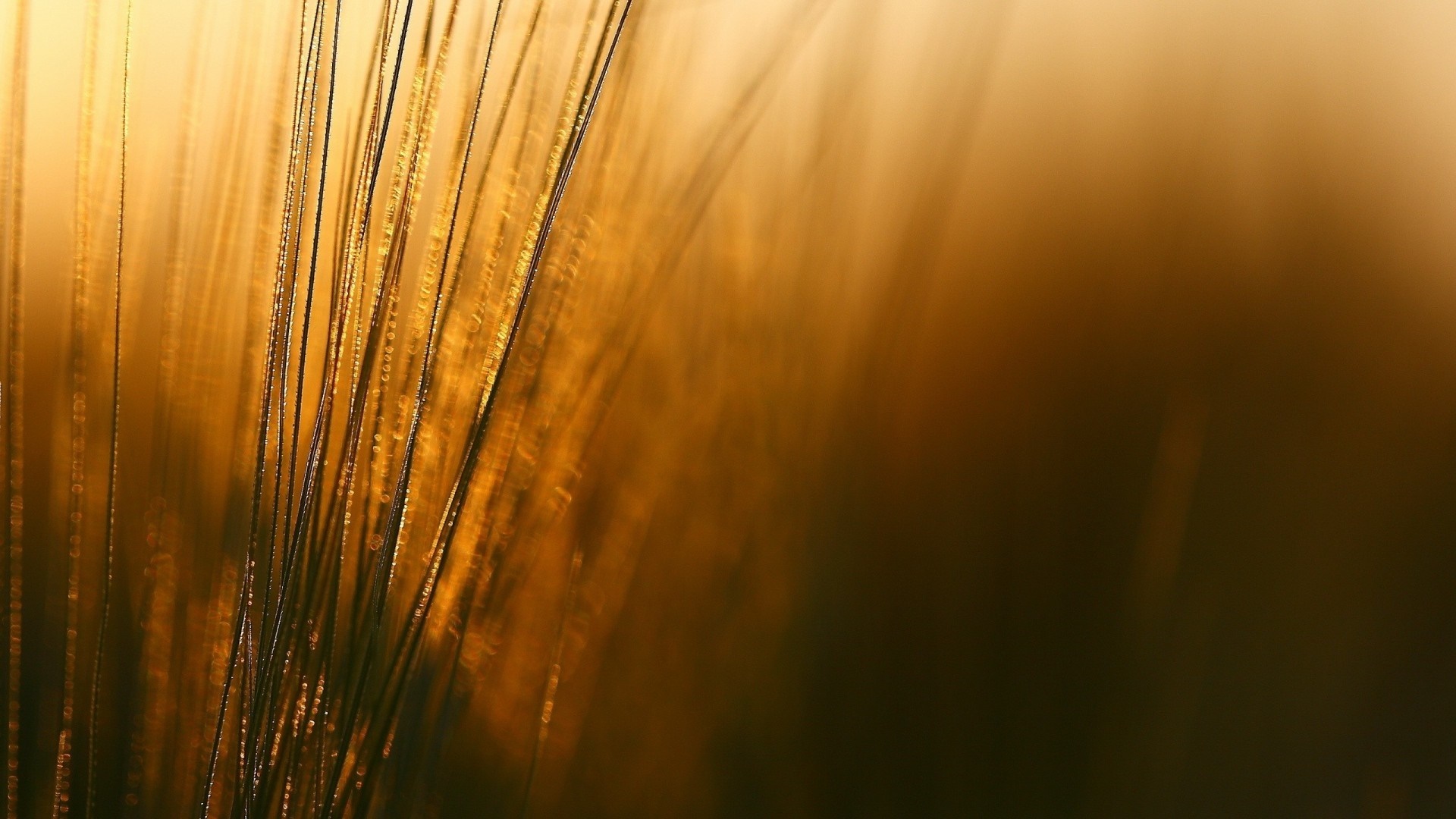 Close-up of grass stalks in golden sunlight HD Wallpaper