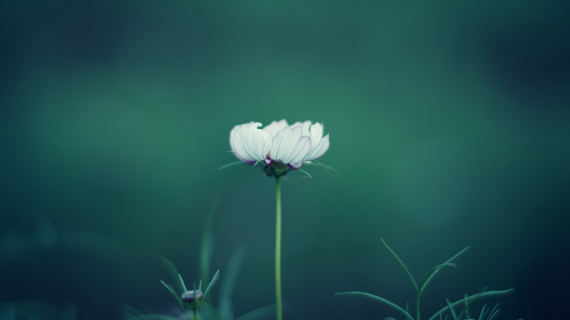 White cosmos flower with buds in green background HD Wallpaper