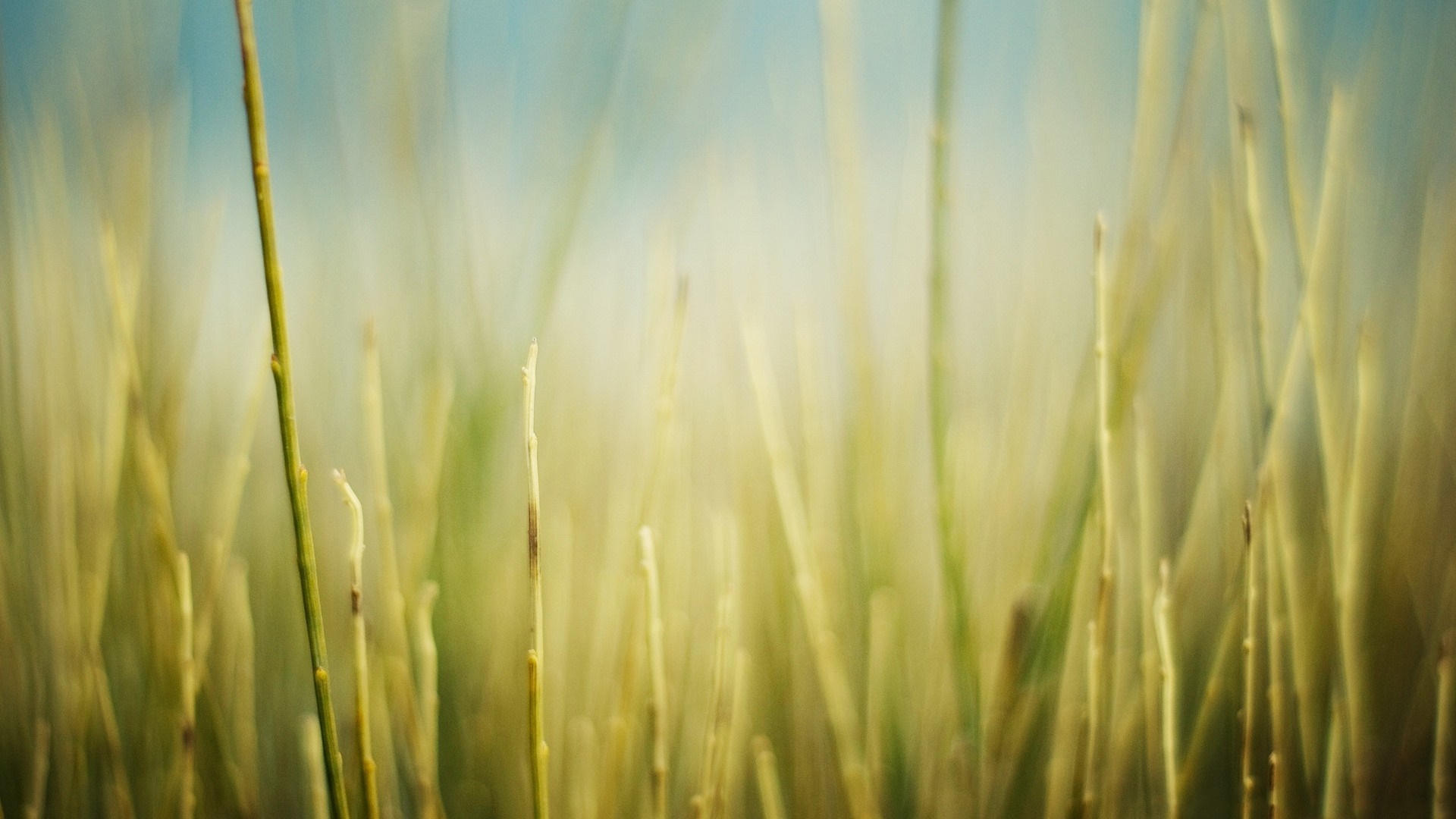 Close-up of tall grass with blurred background HD Wallpaper