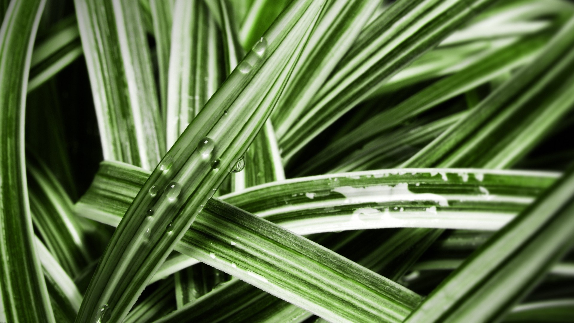 Close up of green grass with water drops HD Wallpaper