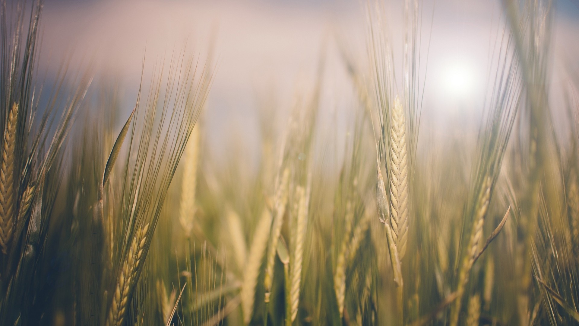 Close-up of wheat field in sunlight HD Wallpaper