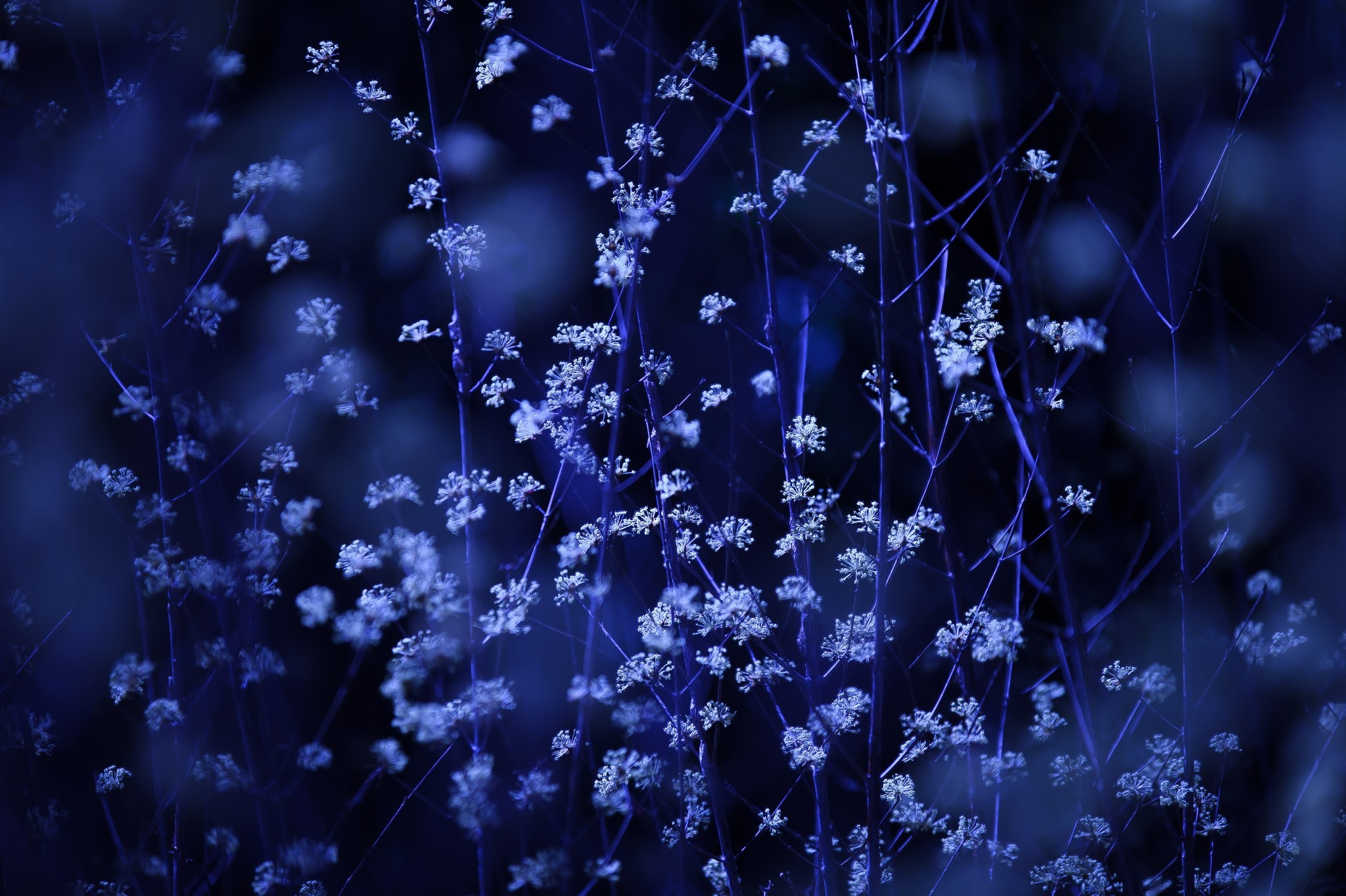 Close-up of delicate blue flowers on dark branches HD Wallpaper