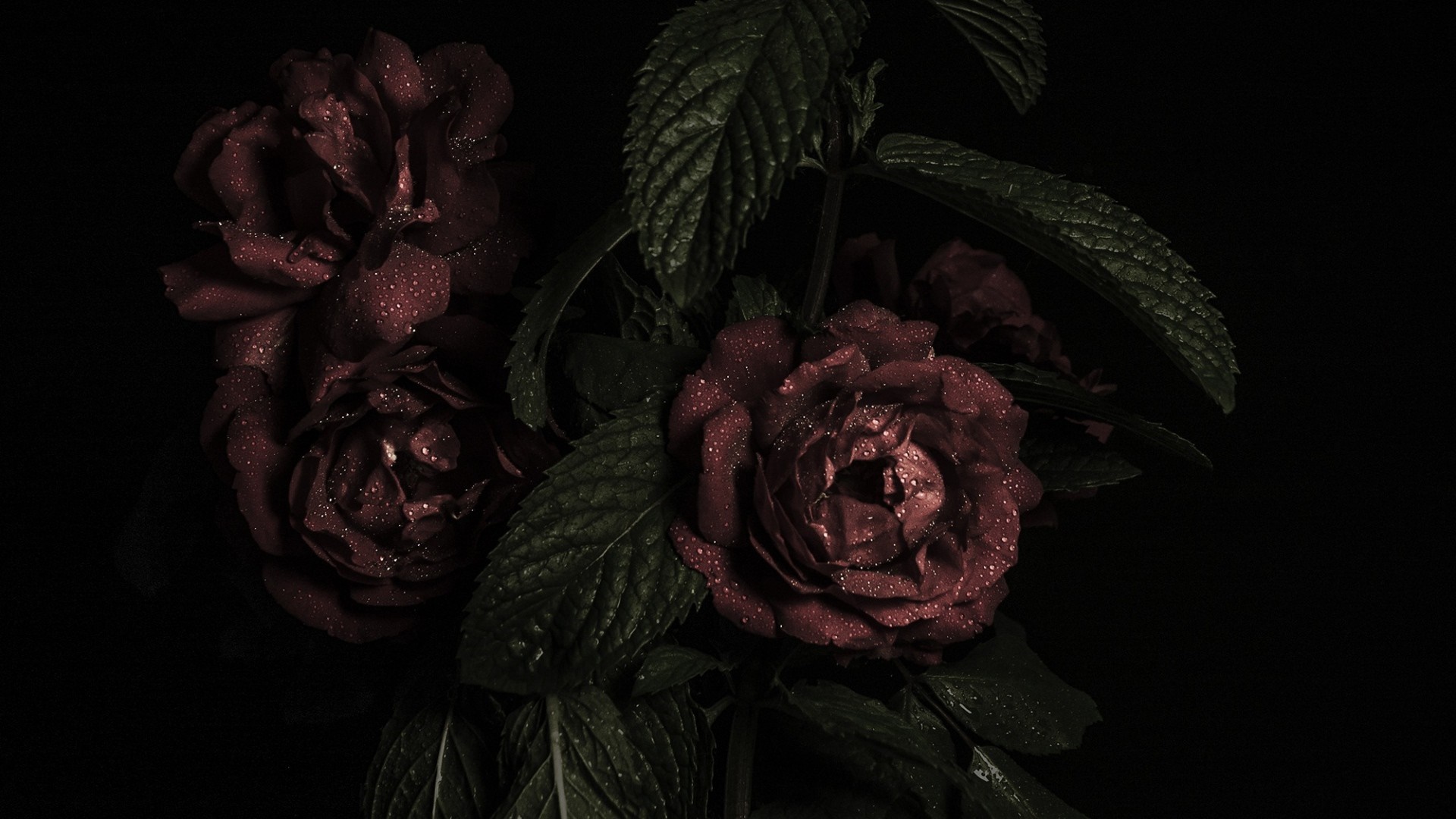 Dark red roses with water droplets and leaves HD Wallpaper