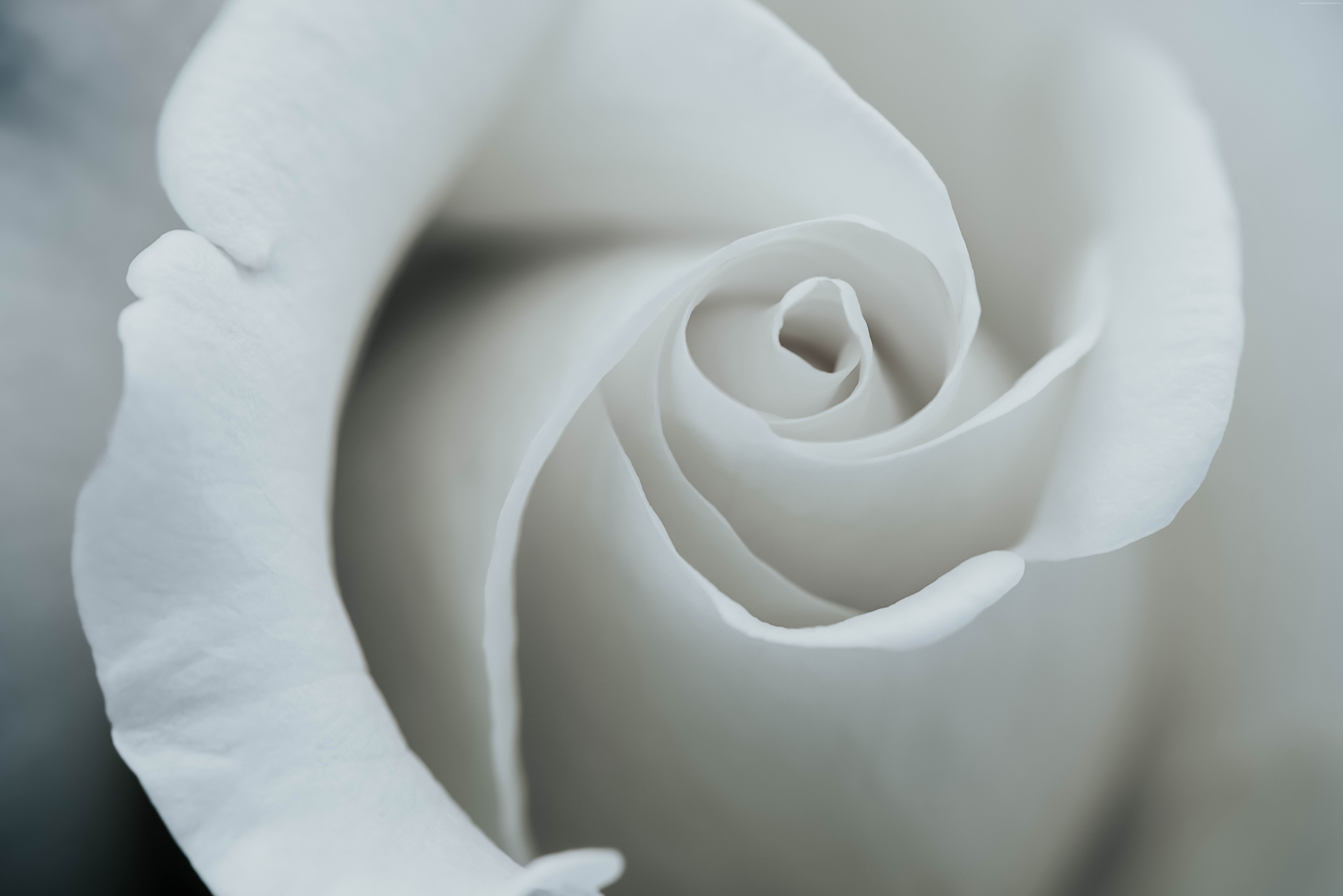 Close-up of a white rose HD Wallpaper