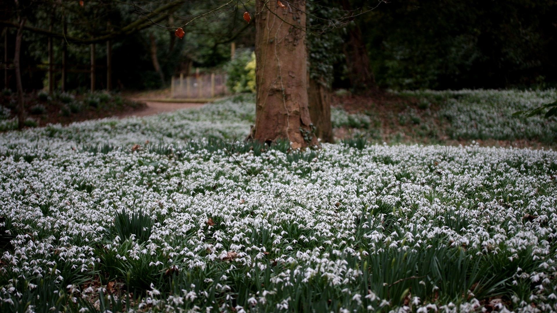 Field of snowdrop flowers in a forest clearing HD Wallpaper