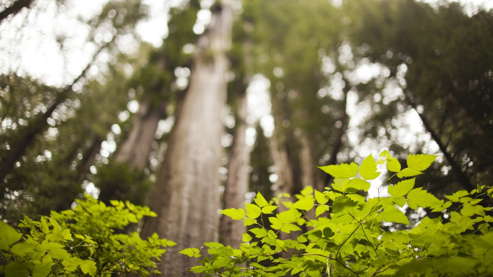 Sunlight filtering through redwood trees in a forest HD Wallpaper