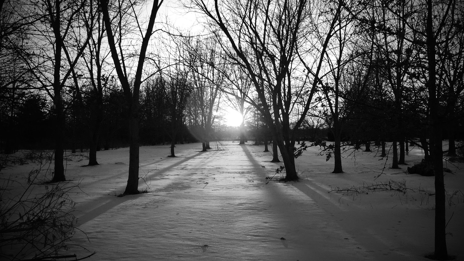 Bare trees casting shadows on a snowy landscape at sunset HD Wallpaper