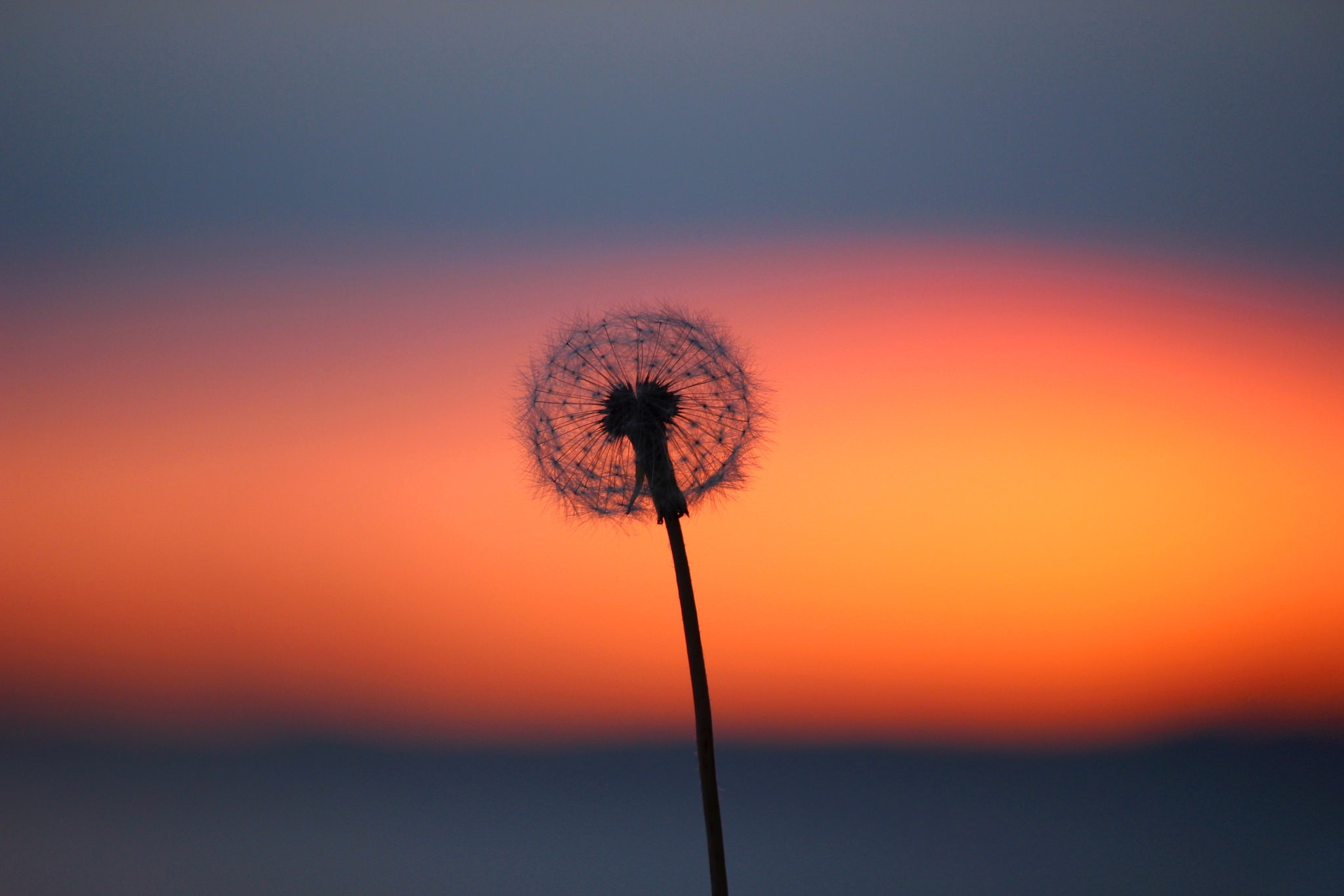 Dandelion silhouette against a sunset sky HD Wallpaper