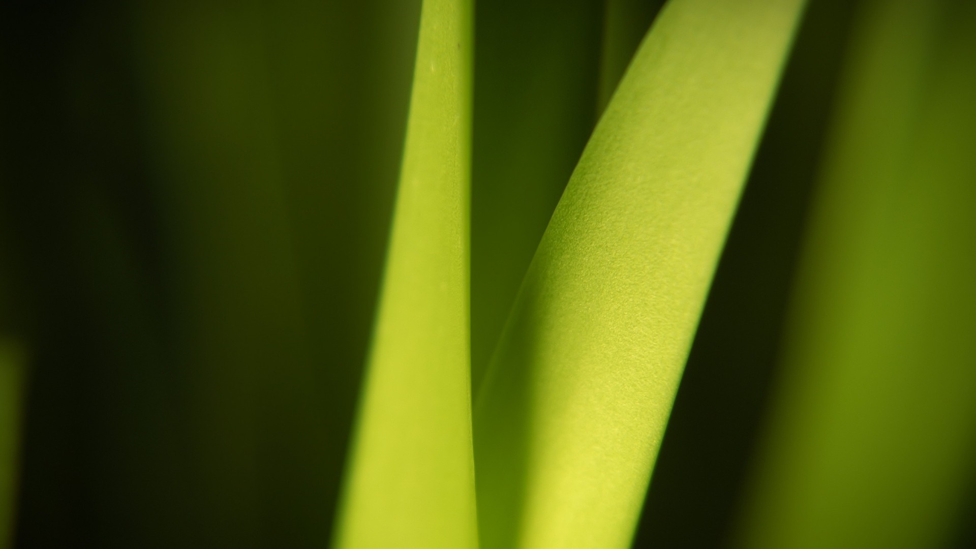 Close-up of green plant stems with sunlight HD Wallpaper