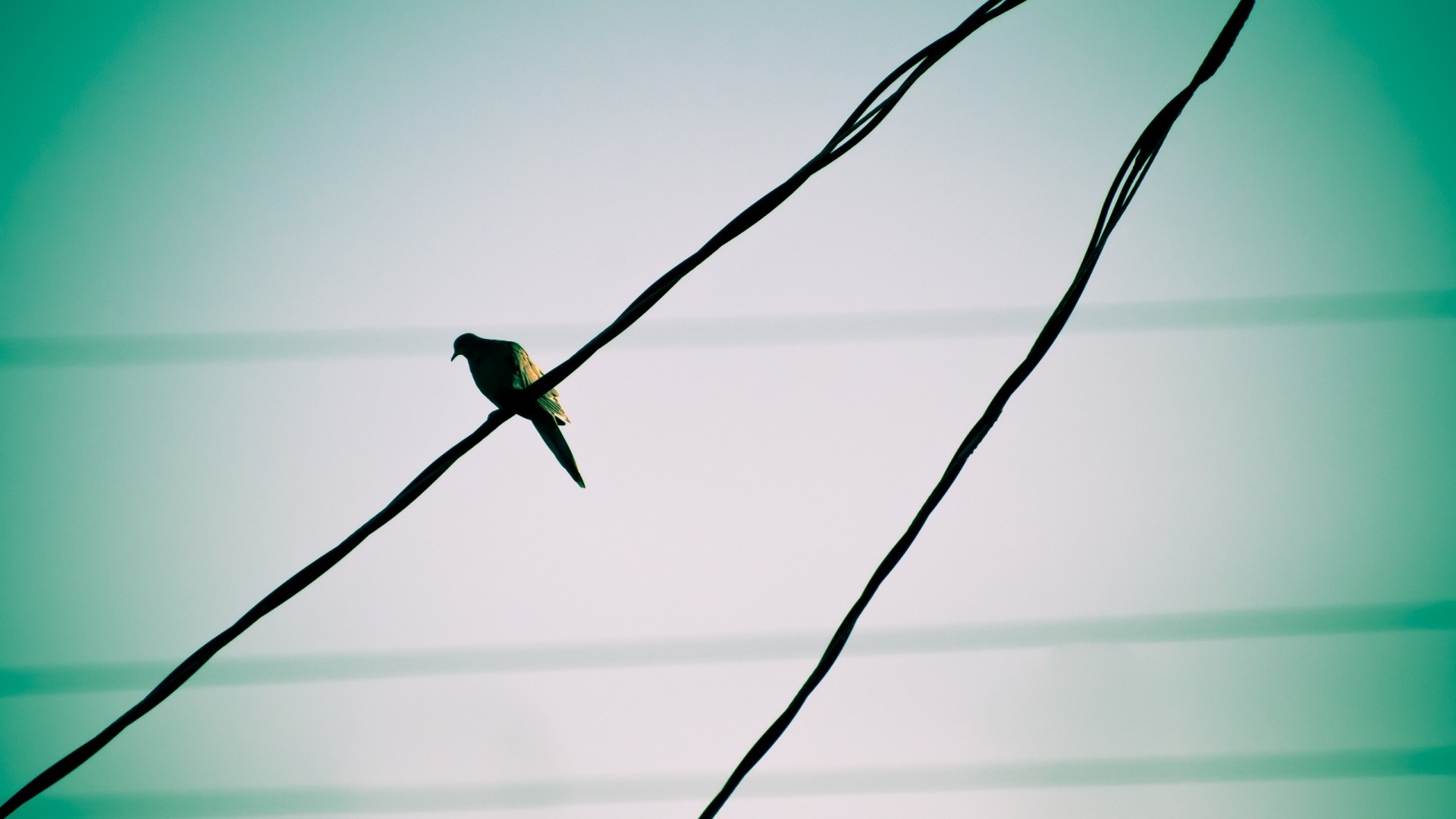 Silhouette of a bird on a wire against a teal sky HD Wallpaper