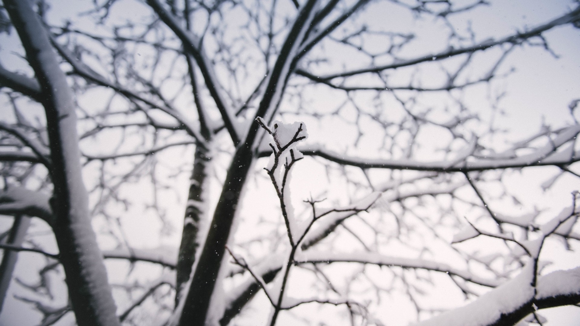 Snow covered tree branches against a pale sky HD Wallpaper