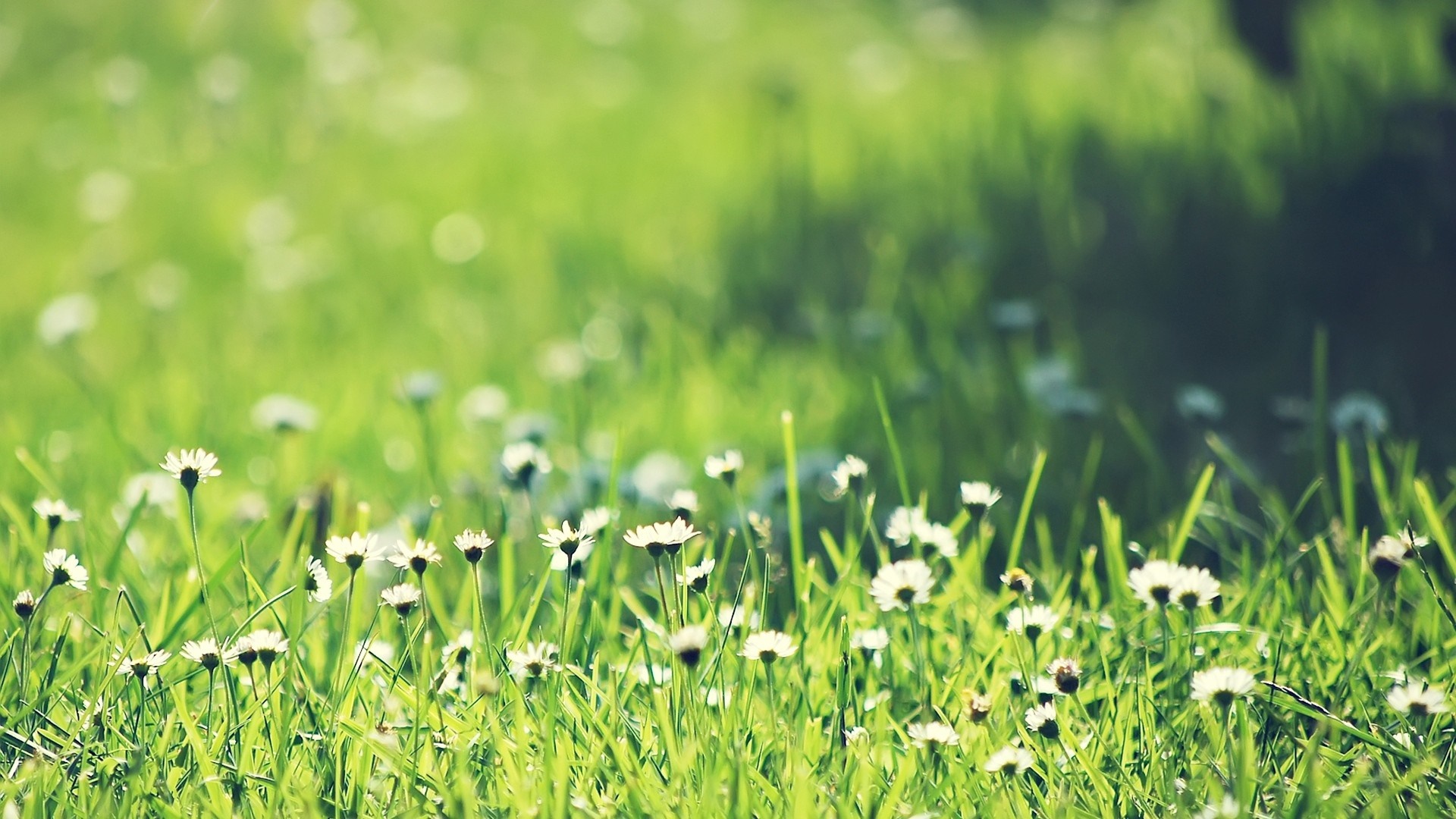 Close-up of daisies in green grass with sunlight HD Wallpaper