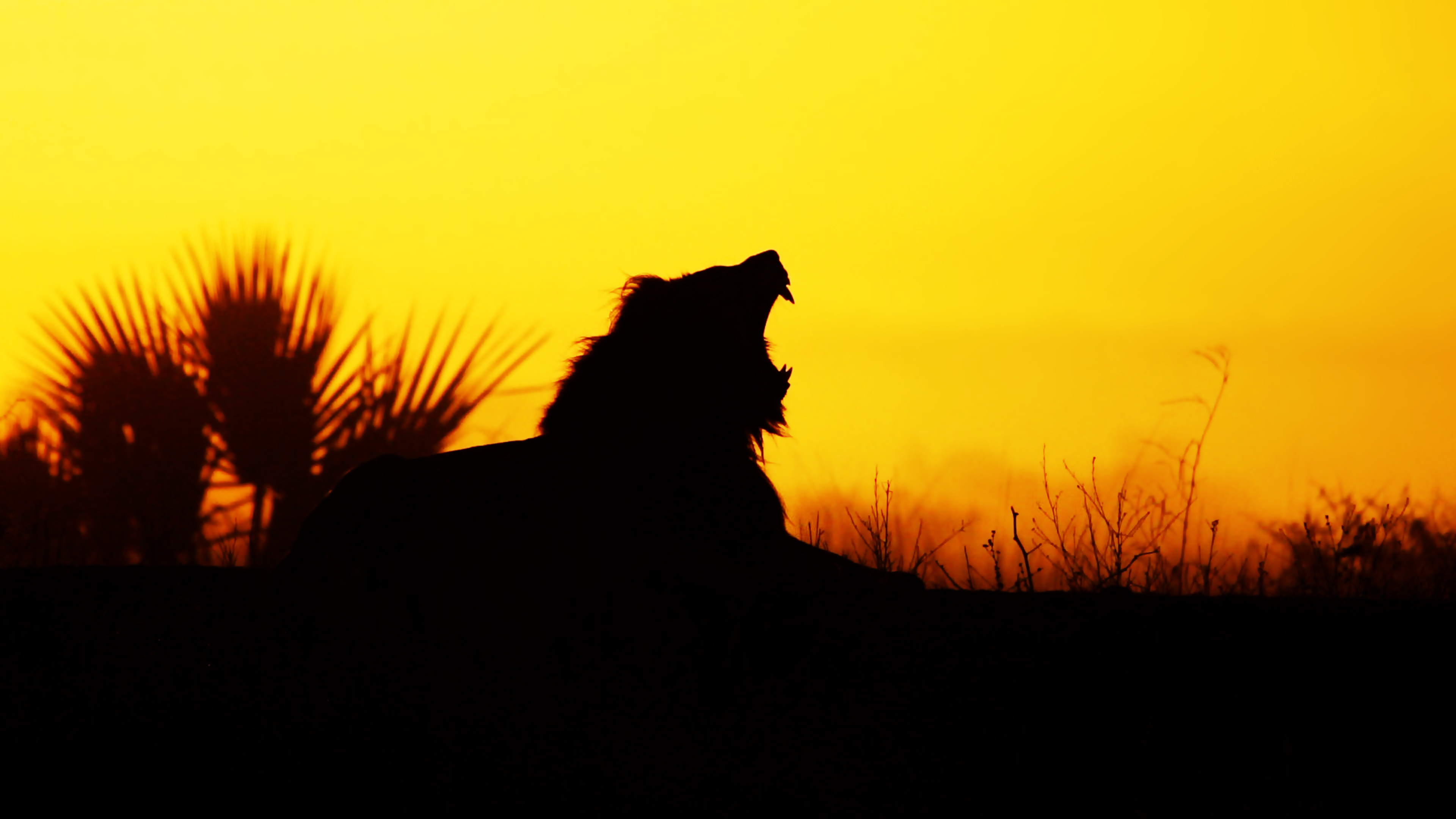 Silhouette of a lion roaring at sunset HD Wallpaper