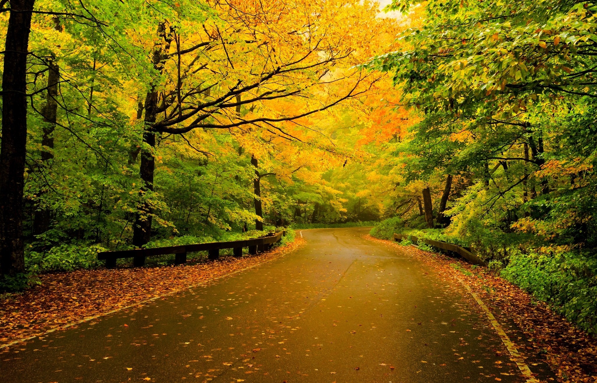 Autumn road through a forest with colorful trees HD Wallpaper