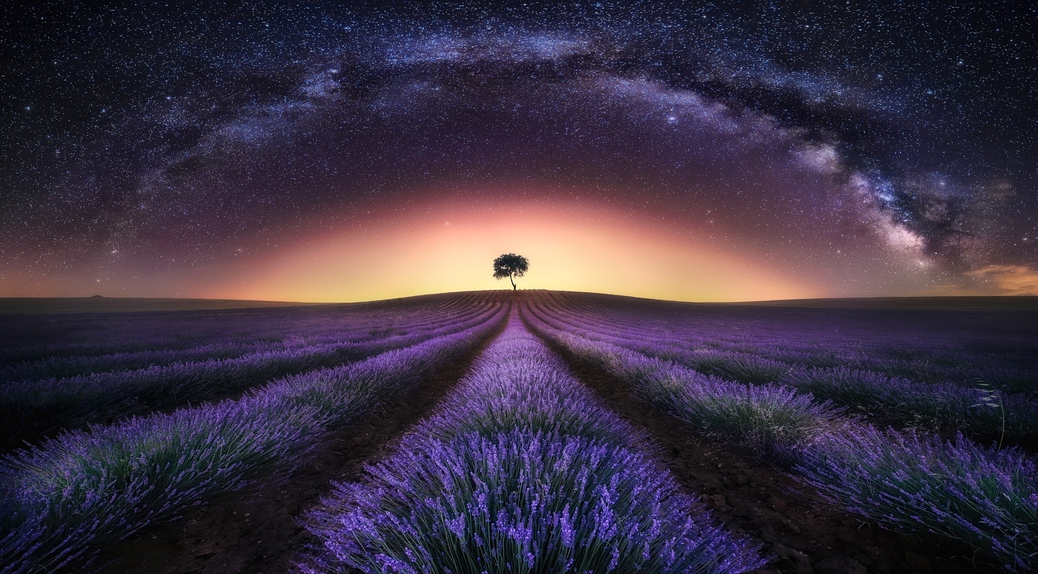 Lavender field under the Milky Way HD Wallpaper
