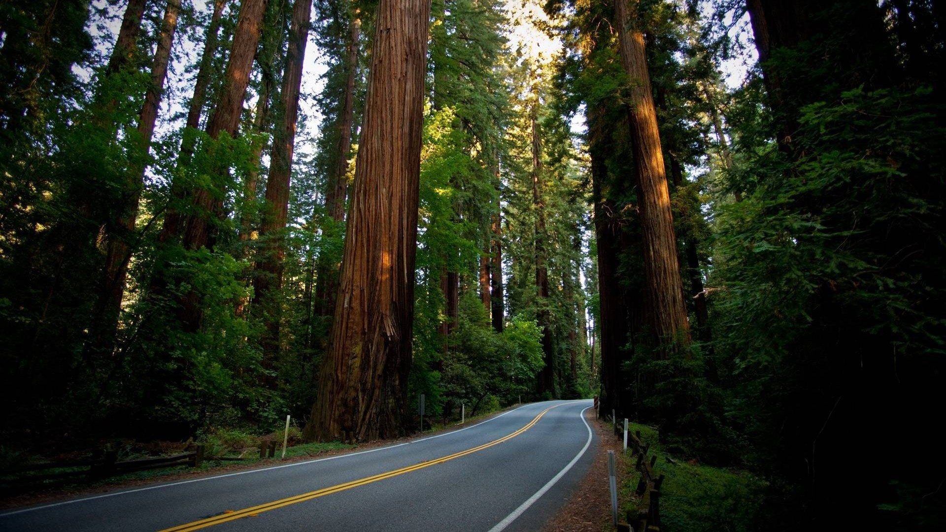Road through a redwood forest HD Wallpaper